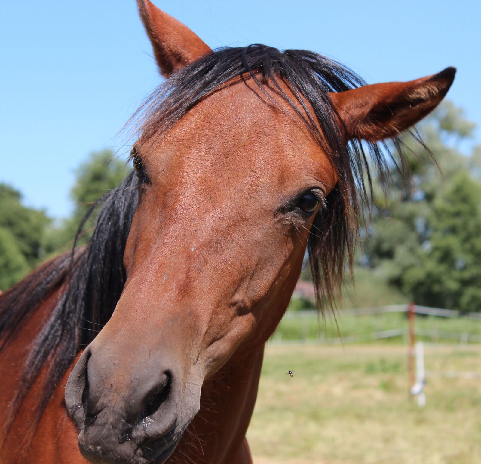 Canon EOS 600D (Rebel EOS T3i / EOS Kiss X5) sample photo. Horse, pony, foal photography