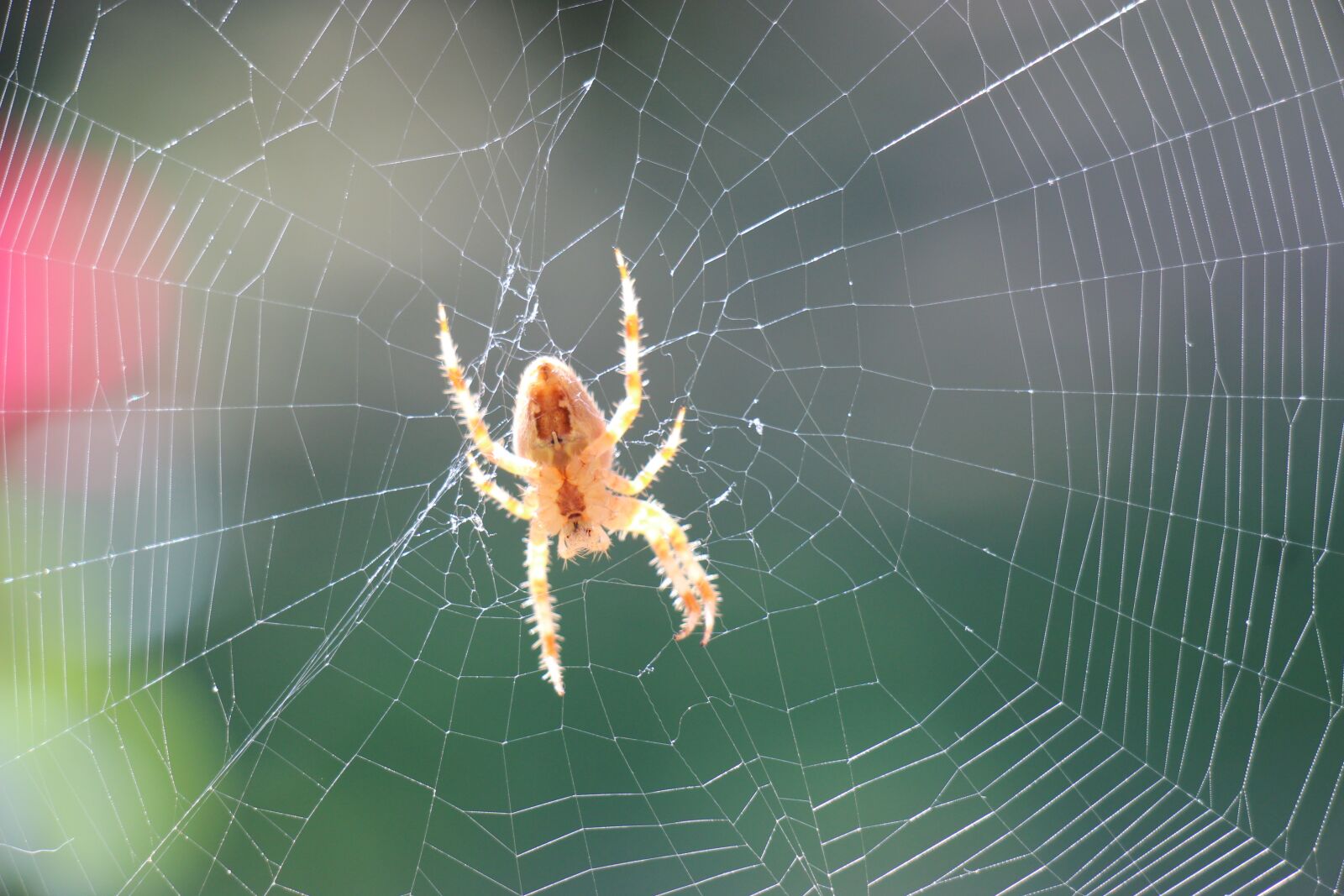 Canon EOS 600D (Rebel EOS T3i / EOS Kiss X5) + Canon EF-S 18-135mm F3.5-5.6 IS STM sample photo. Spider, cobweb, network photography