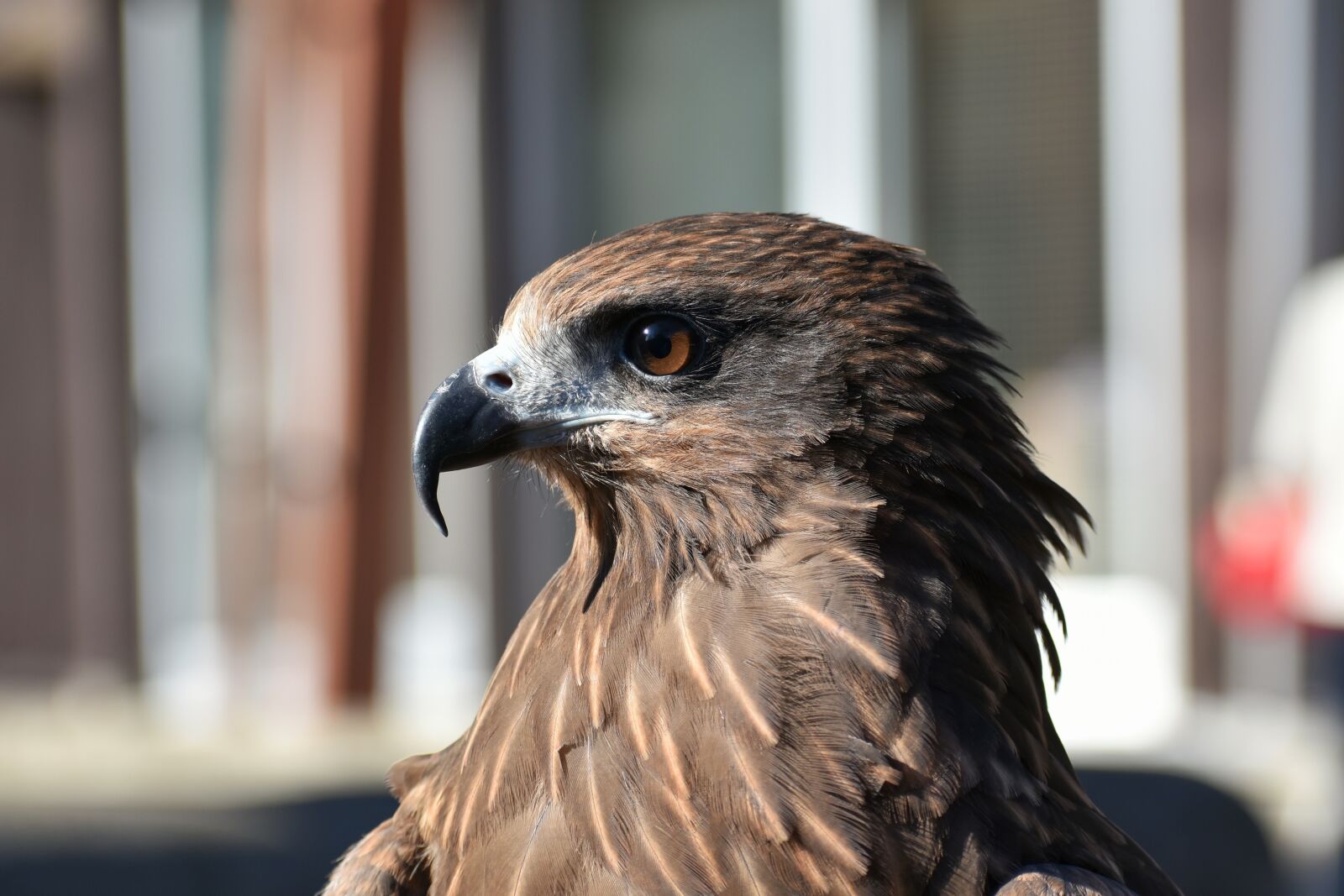 Nikon D7200 sample photo. Animal, bird, raptor photography