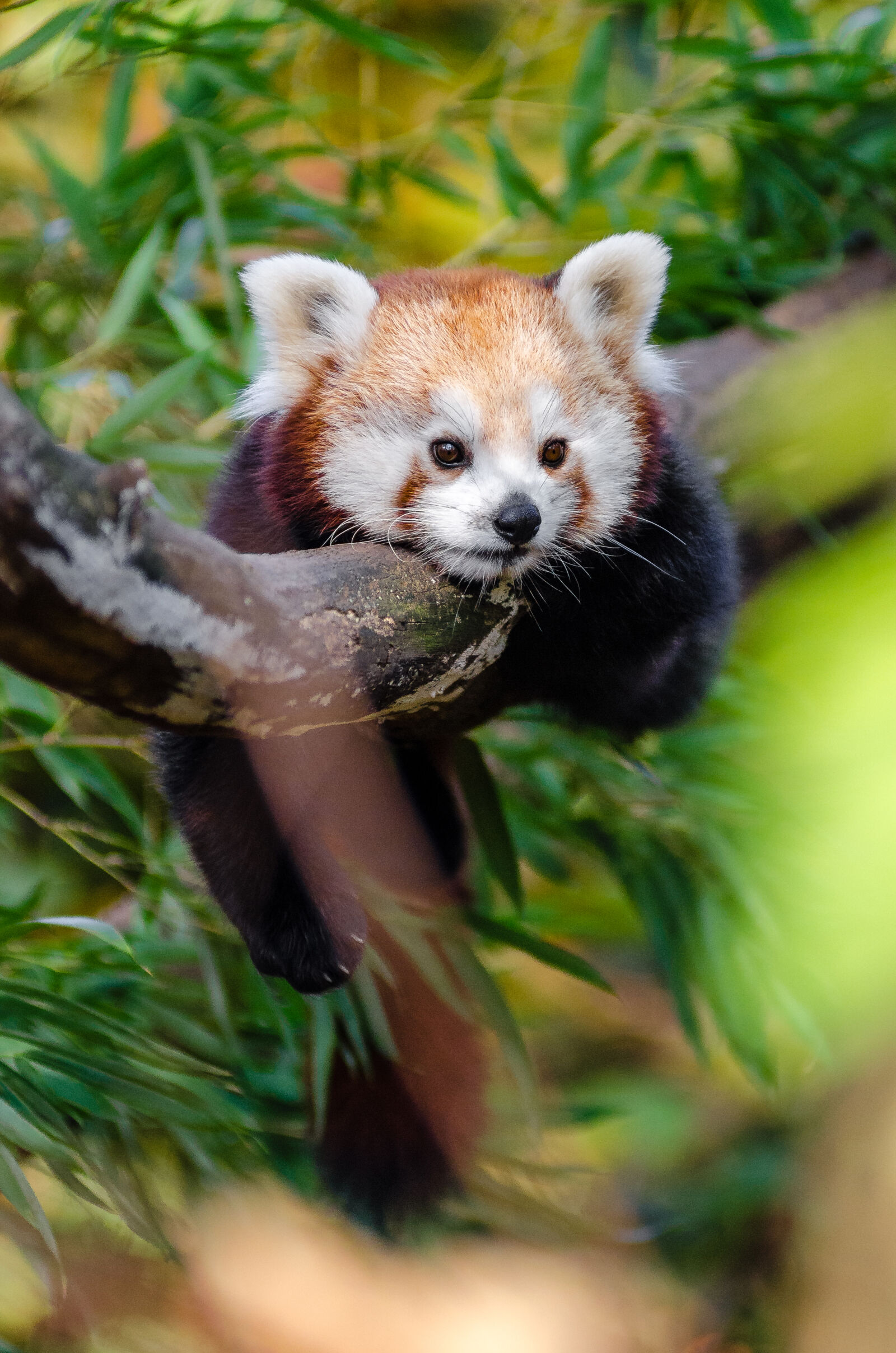 AF Zoom-Nikkor 80-200mm f/2.8 ED sample photo