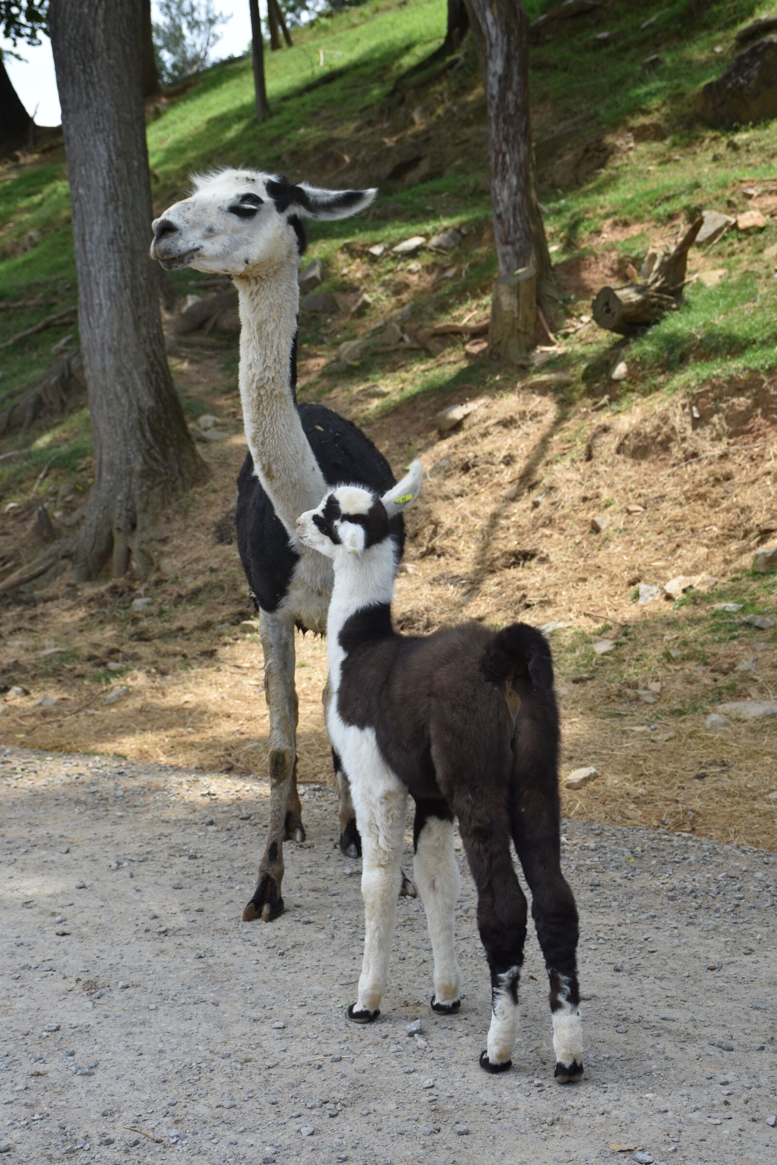 Nikon D7200 sample photo. Lama, animal, alpaca photography