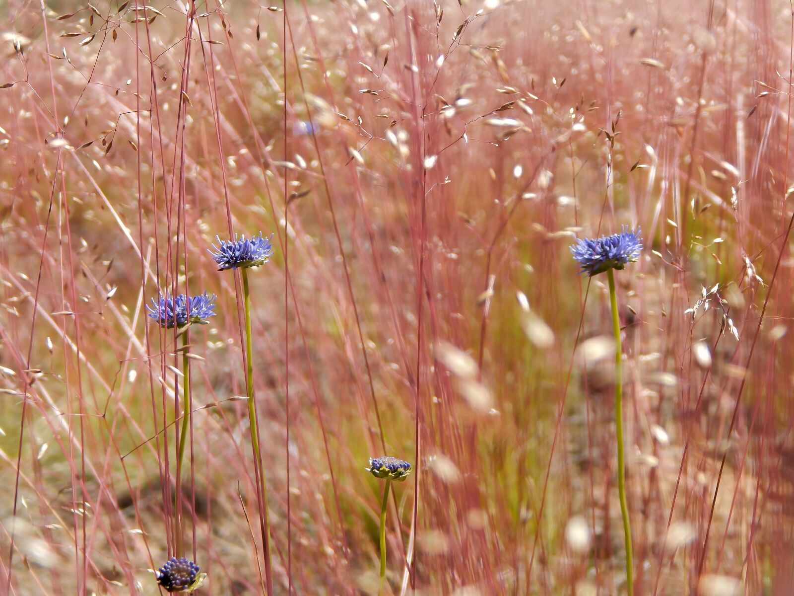 Nikon Coolpix L830 sample photo. Field, flowers, red flowers photography