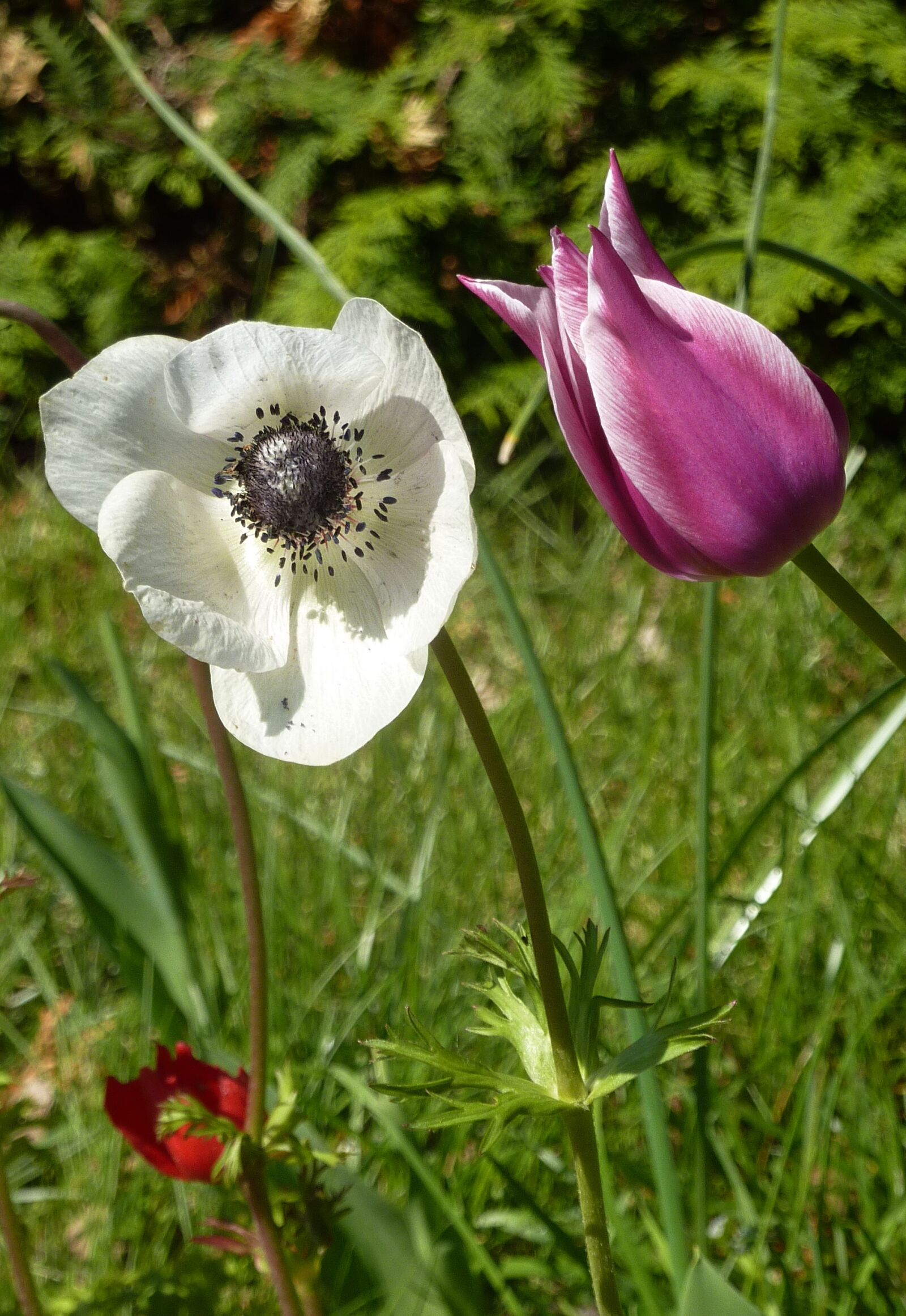 Panasonic DMC-TZ7 sample photo. Spring, flowers, duo photography