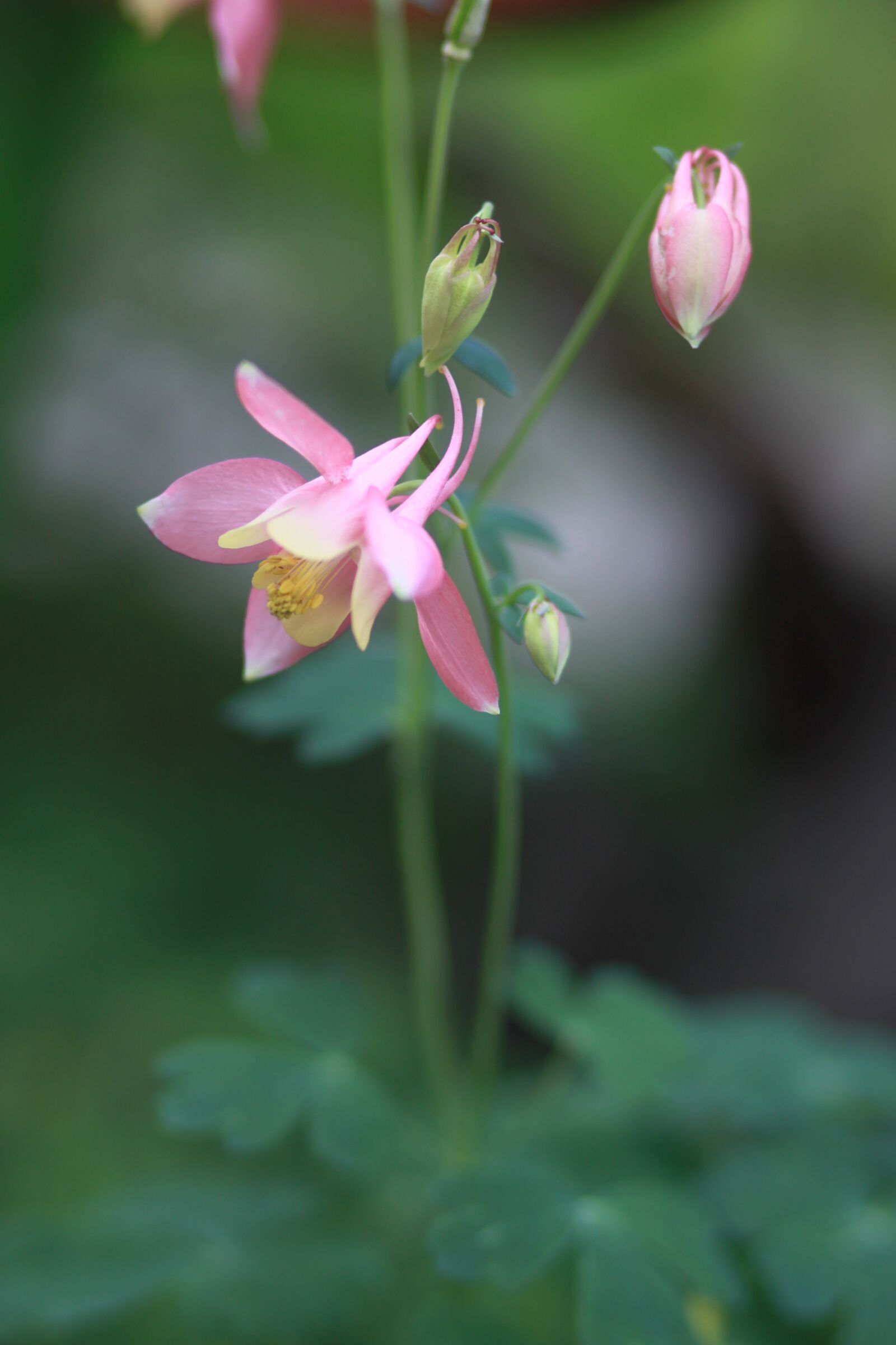 Canon EOS 500D (EOS Rebel T1i / EOS Kiss X3) sample photo. Nature, plants, flowers photography