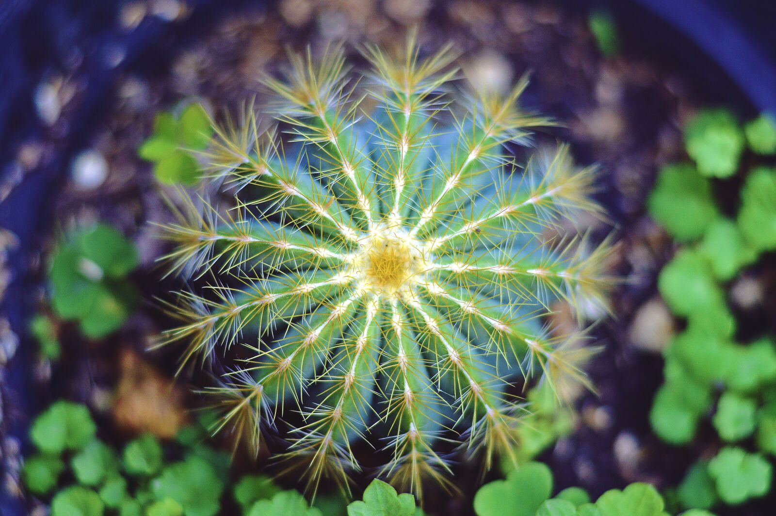 Nikon D3200 sample photo. Cactus, plant, thorn photography