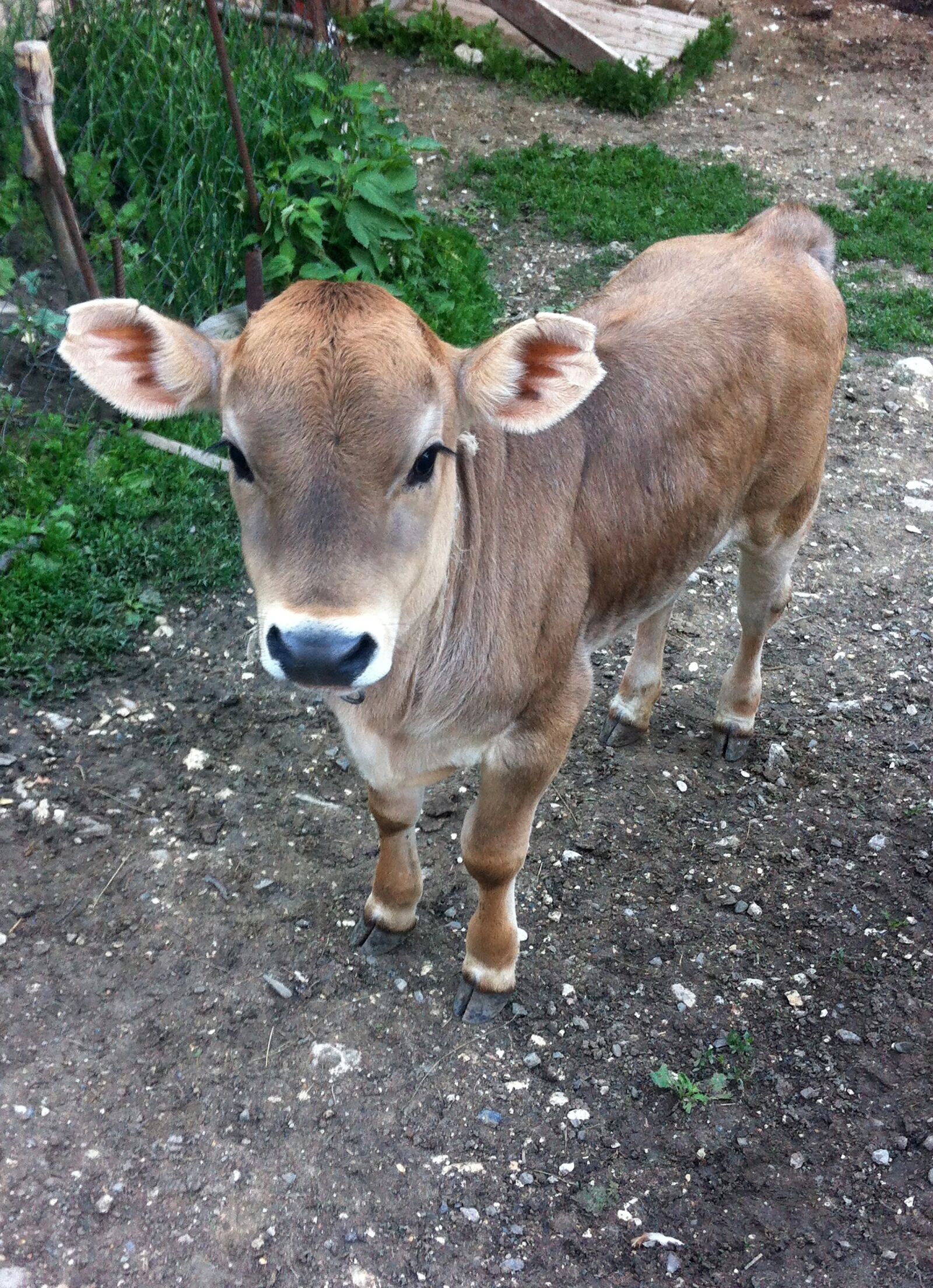 iPhone 4 back camera 3.85mm f/2.8 sample photo. Calf, cow, animals photography