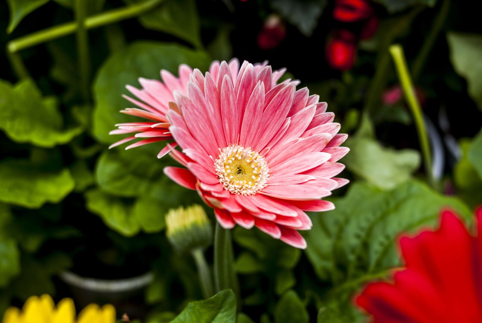 Nikon D60 sample photo. The most beautiful flower photography