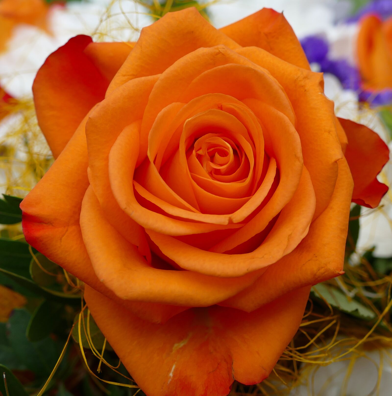 Panasonic Lumix DMC-FZ1000 sample photo. Rose, orange blossom photography