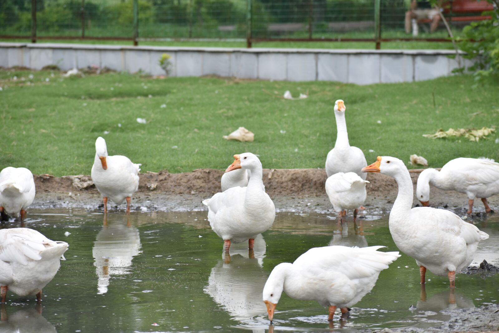 Nikon D5600 sample photo. Ducks, reflection in water photography