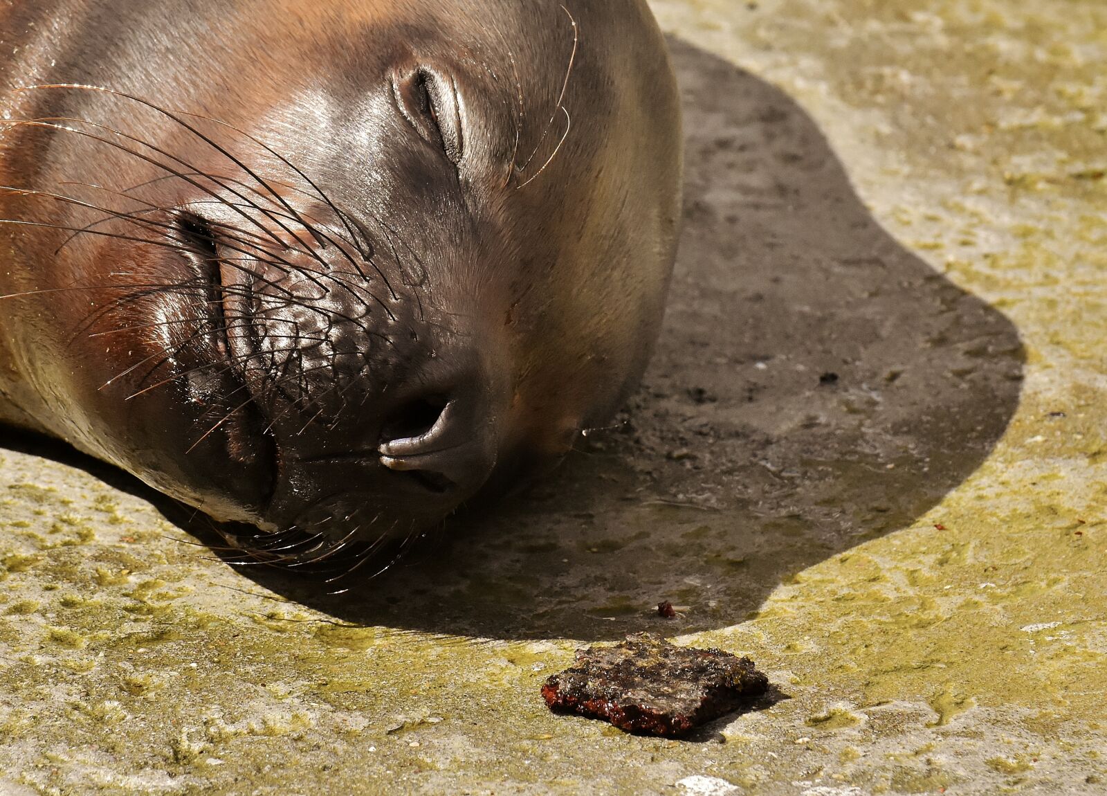 Nikon D7200 sample photo. Seal, sea lion, sleep photography