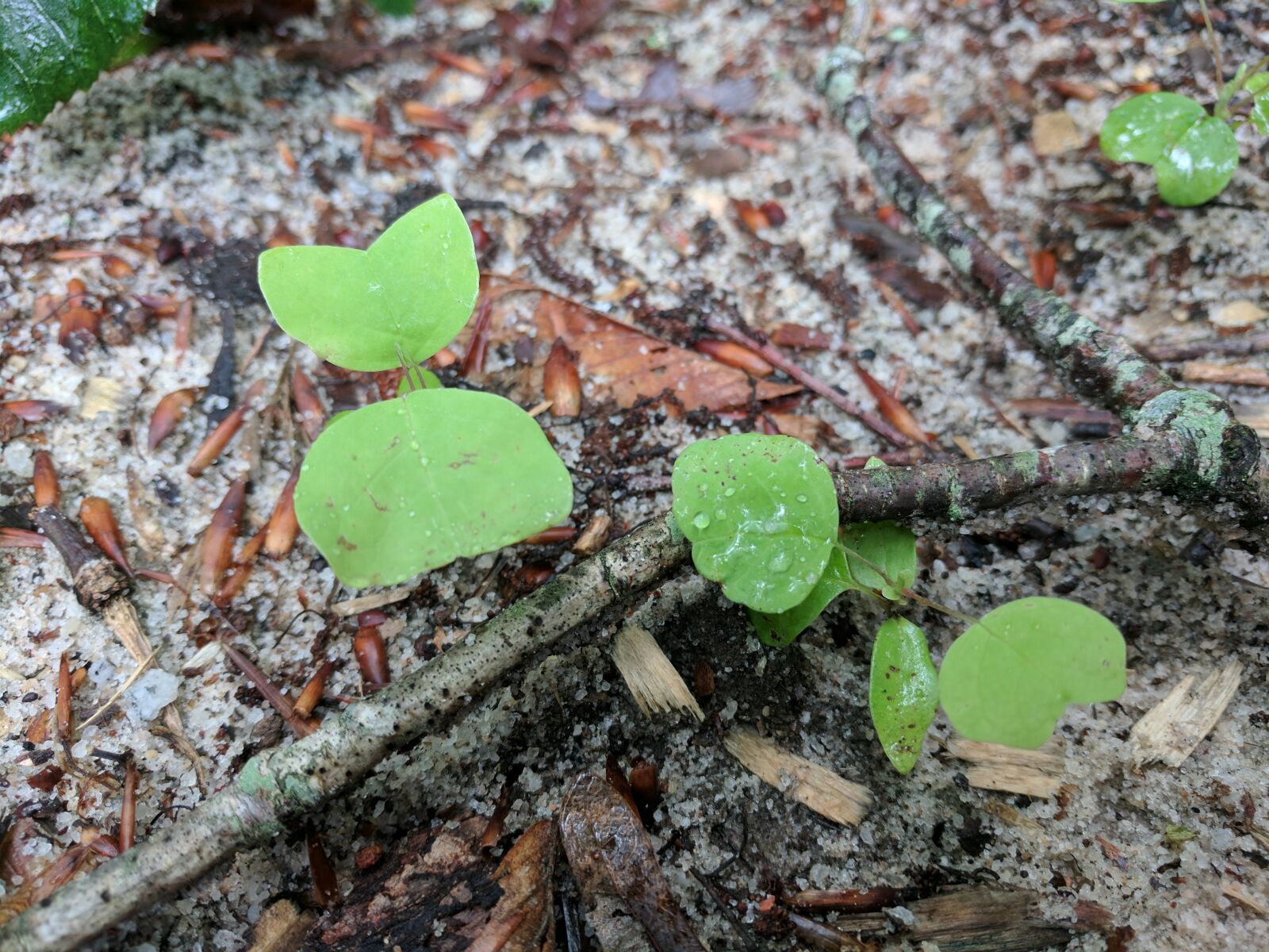 Google Pixel XL sample photo. Clover, clovers, nature, sand photography