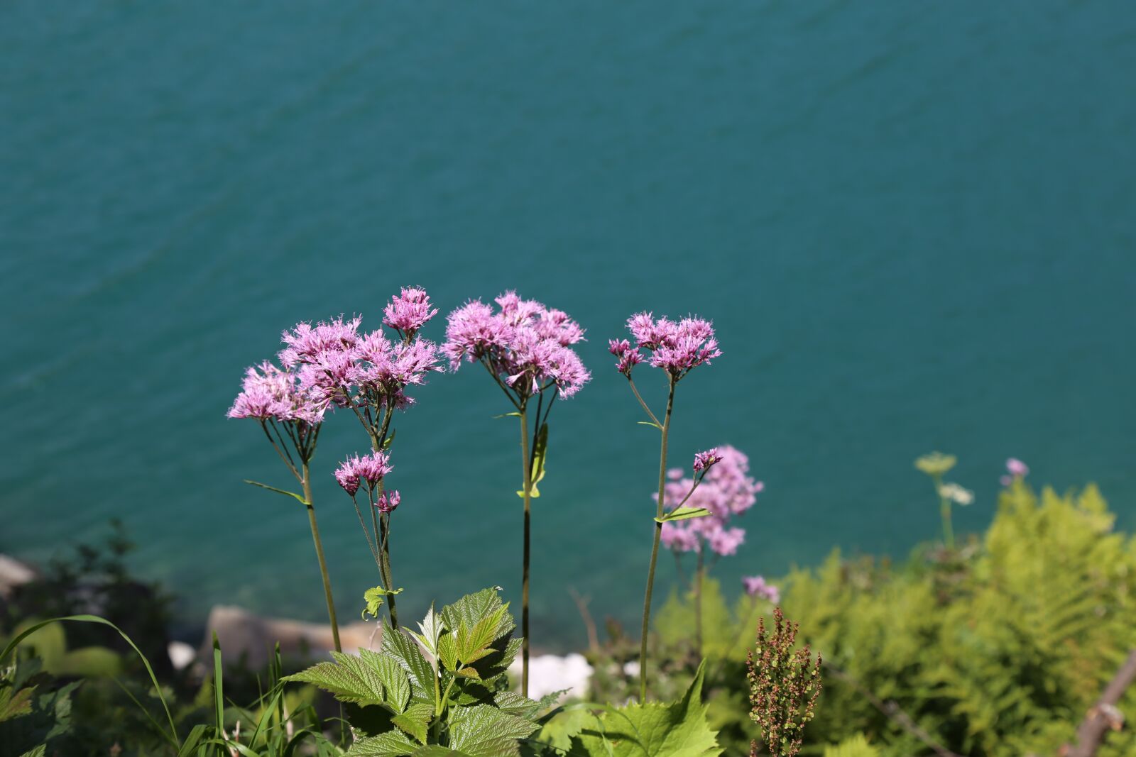 Canon EOS 6D + Canon EF 24-105mm F4L IS USM sample photo. Flowers, purple, lake photography