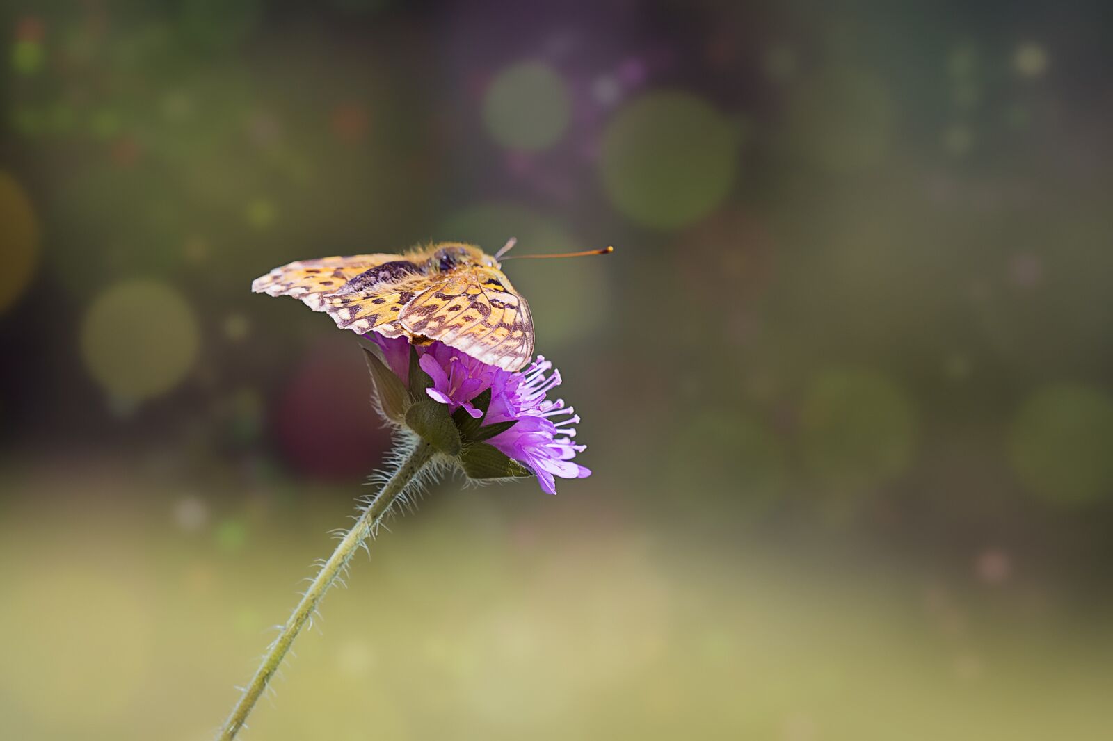 Nikon D7100 sample photo. Medium-sized fritillary, argynnis niobe photography