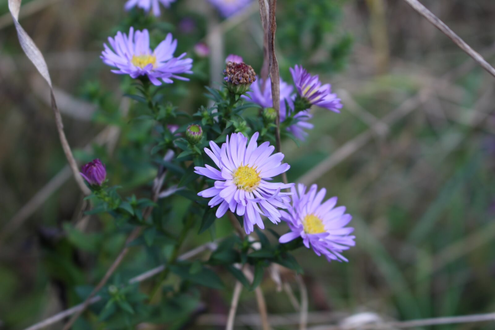 Canon EOS 100D (EOS Rebel SL1 / EOS Kiss X7) sample photo. Daisy, flower, nature leaf photography