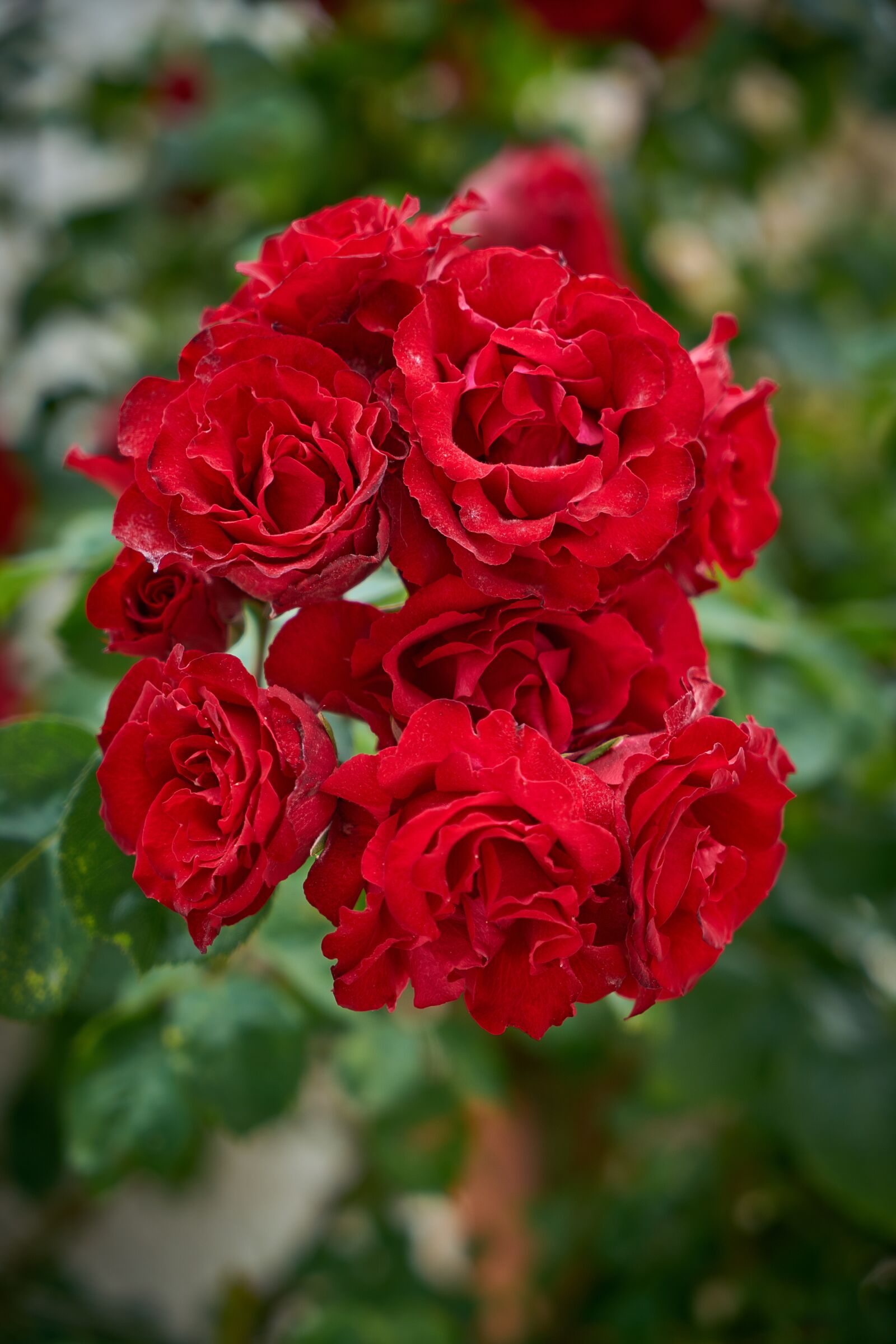 Sony a7R II sample photo. Flower, red, spring photography
