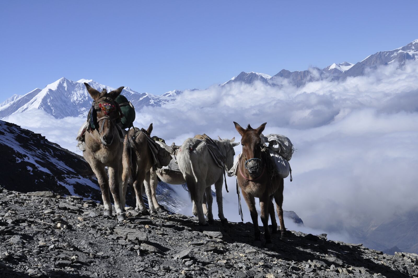 Nikon D5000 sample photo. Donkey, himalaya, nepal photography