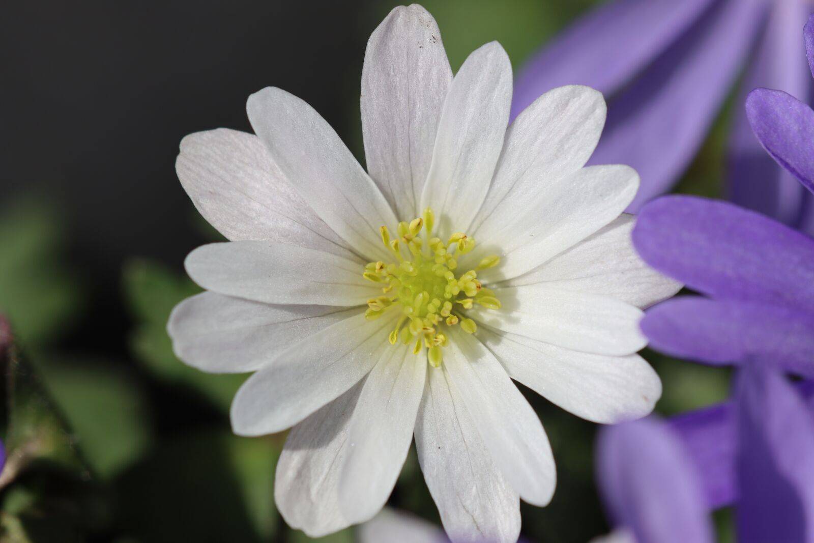 Canon EOS 90D sample photo. Anemone, blossom, bloom photography
