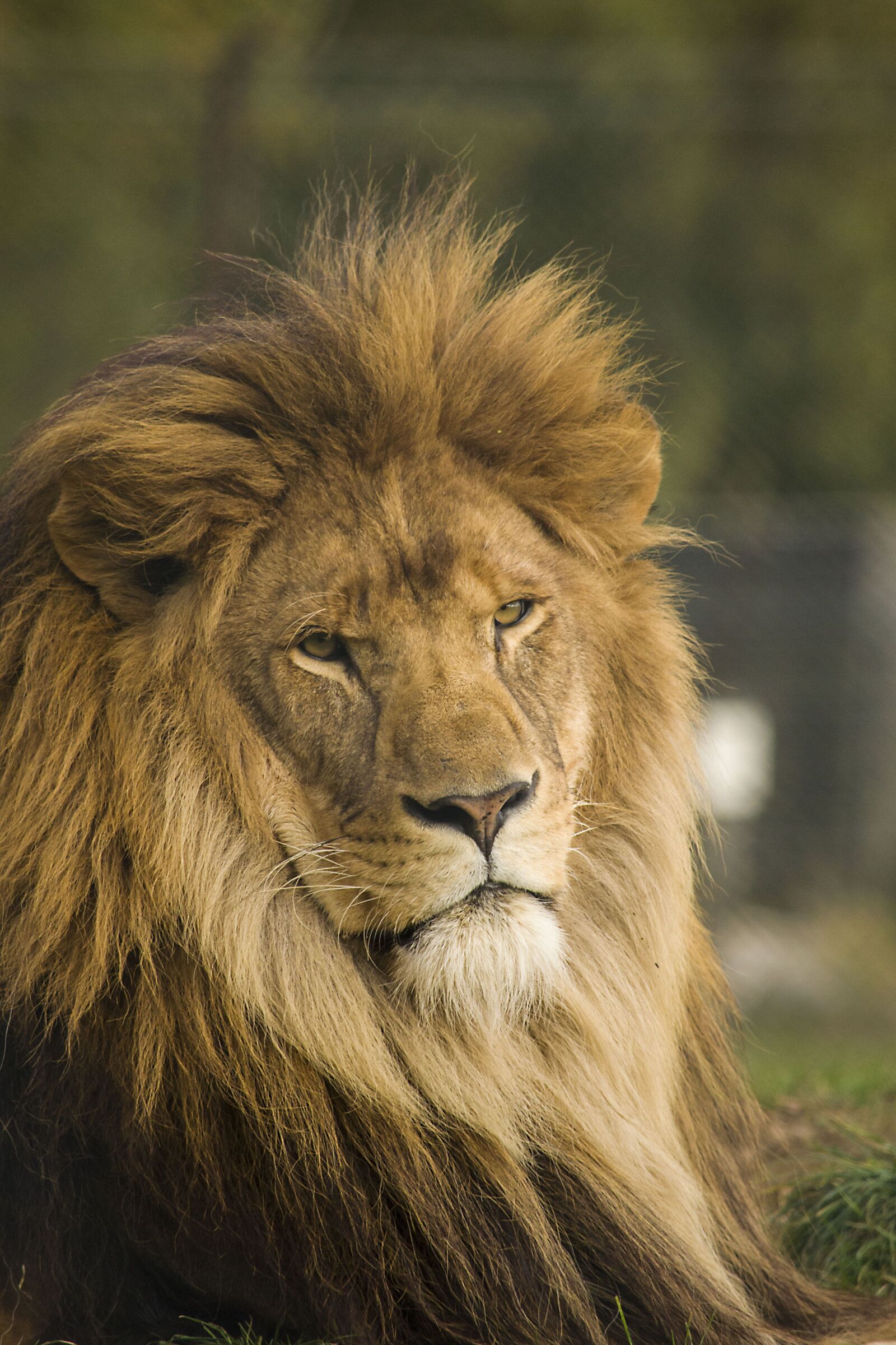 Nikon D3100 sample photo. Lion, wild, cat photography