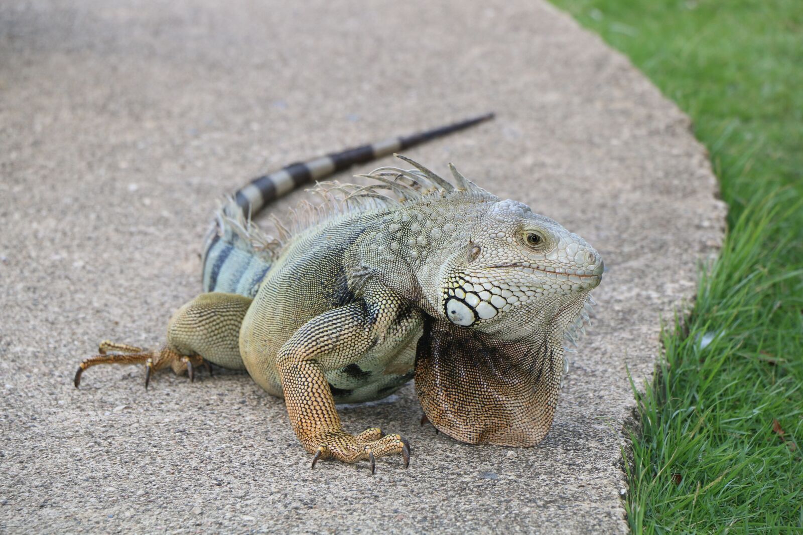 Canon EOS 70D sample photo. Iguana, lizard, reptile photography