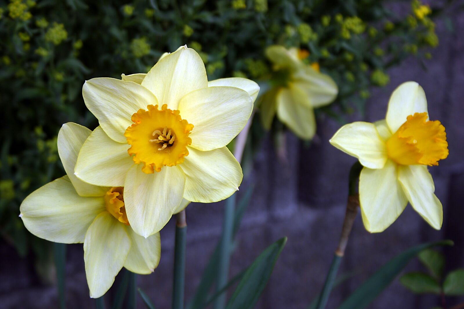 Canon EOS 300D (EOS Digital Rebel / EOS Kiss Digital) sample photo. Daffodil, flower, spring photography