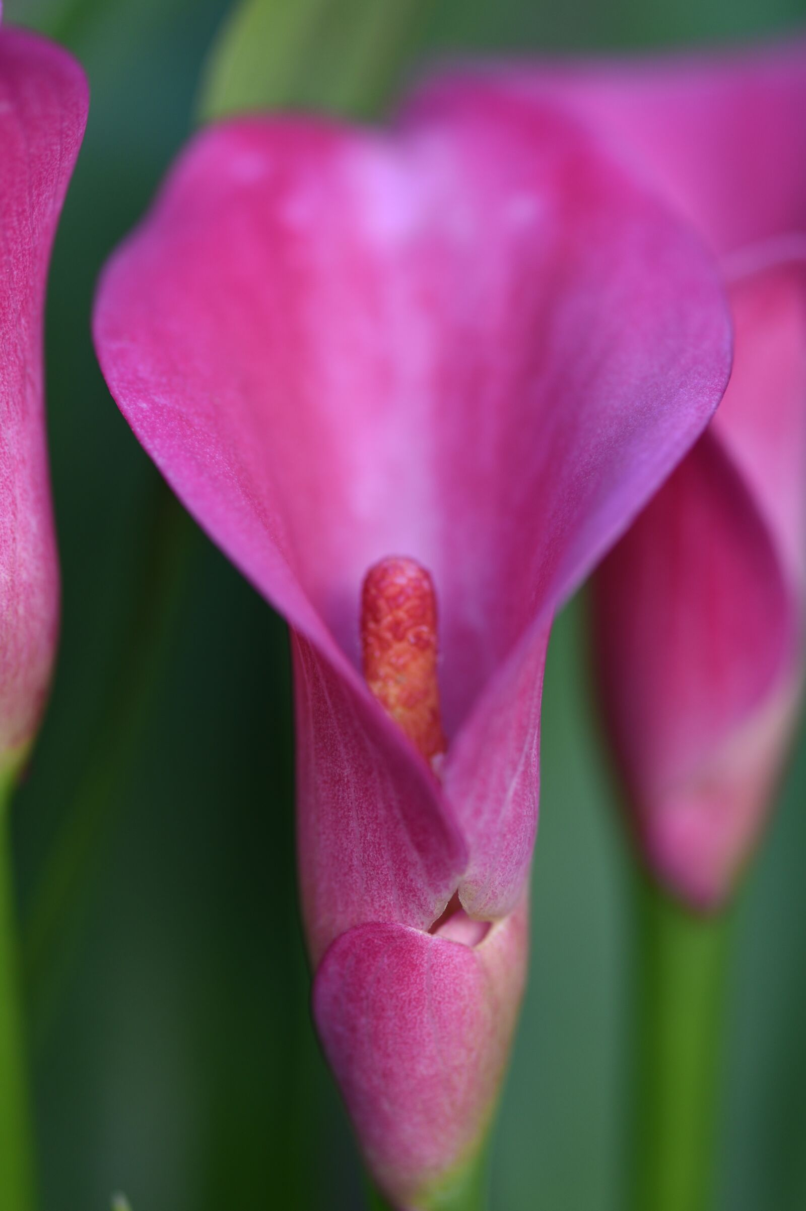 Nikon D750 sample photo. Flower, bloom, petals photography