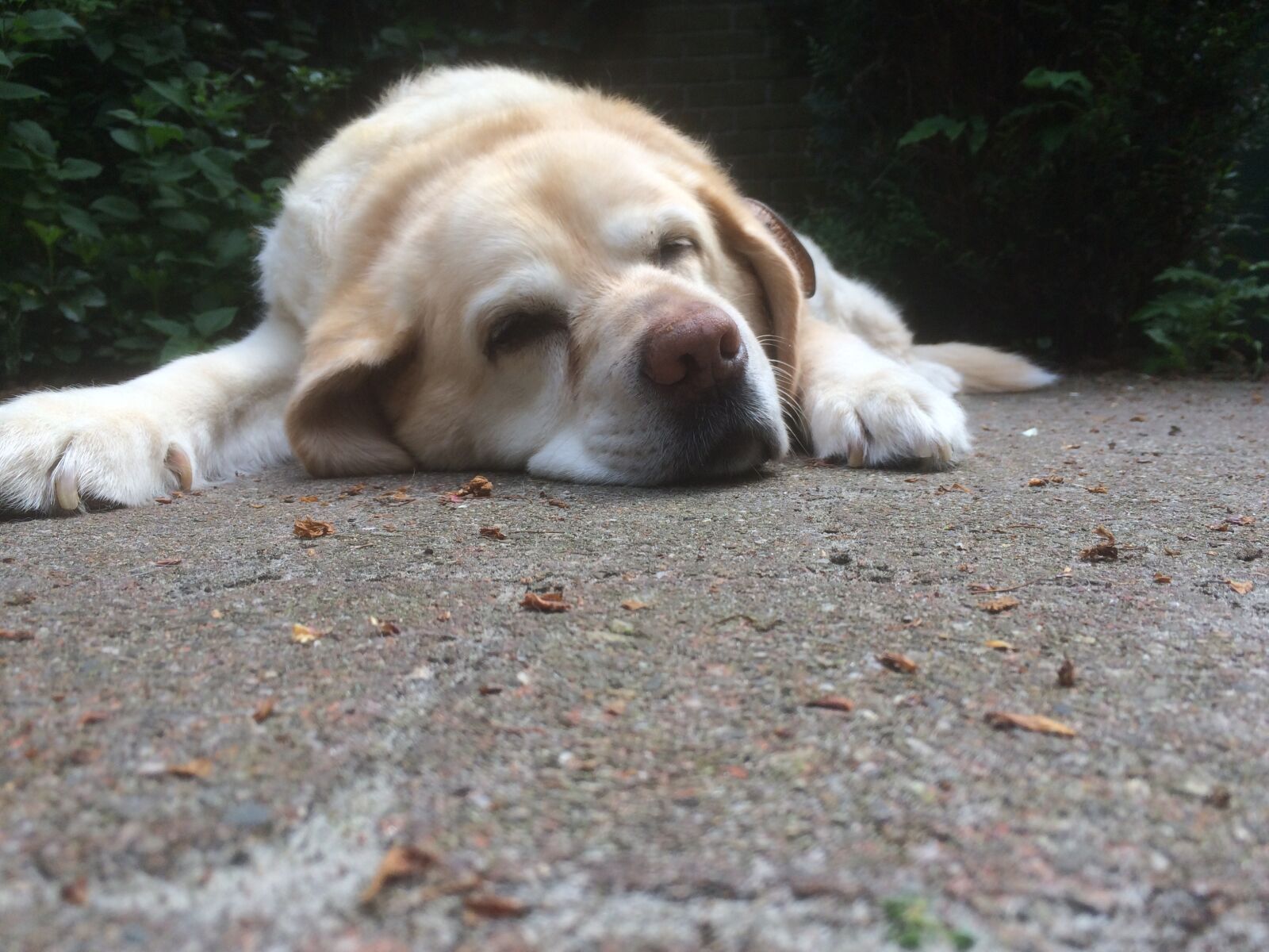 iPhone 5s back camera 4.15mm f/2.2 sample photo. Old dog, labrador, retriever photography