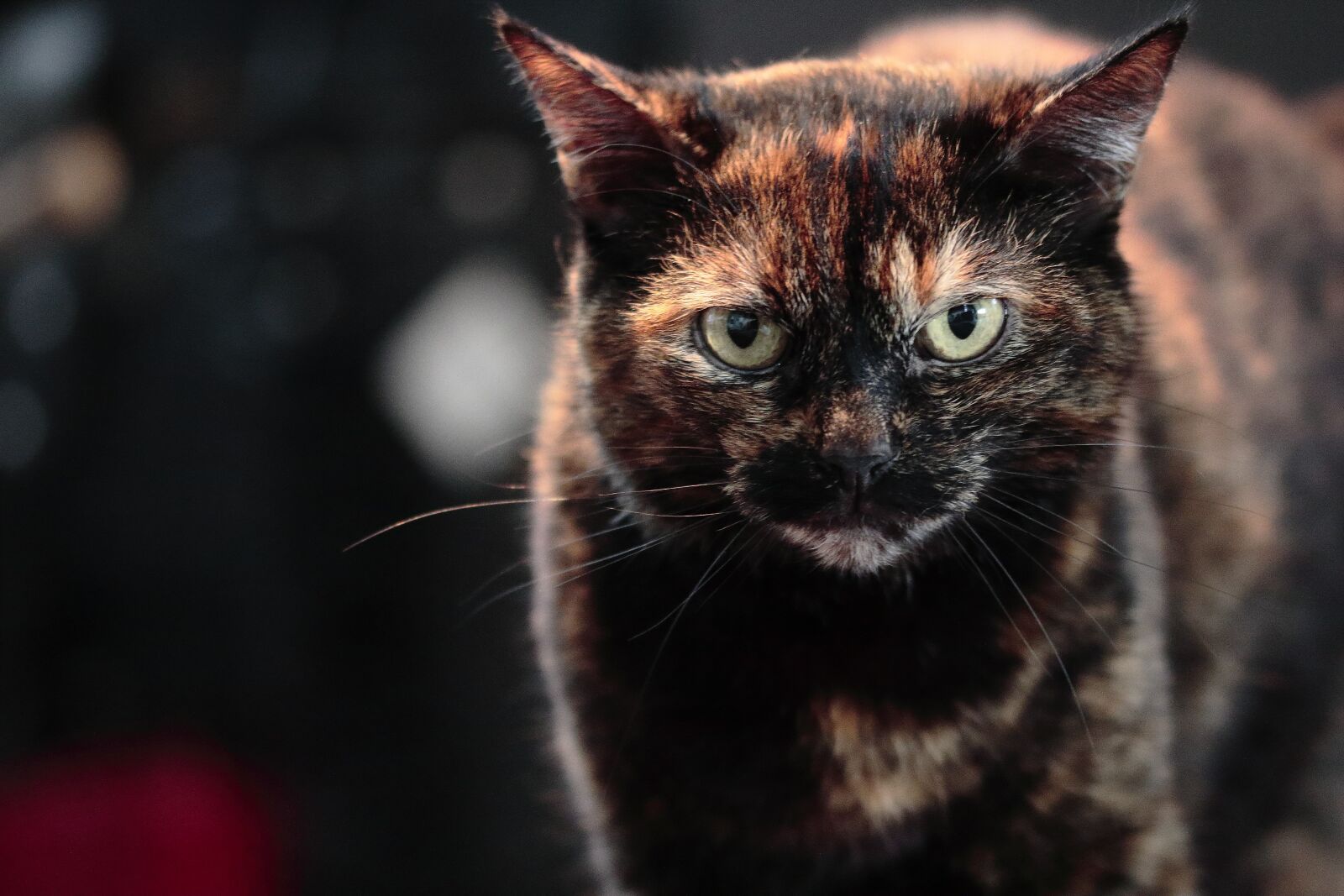 Canon EOS 60D sample photo. Cat, pussy, domestic animal photography