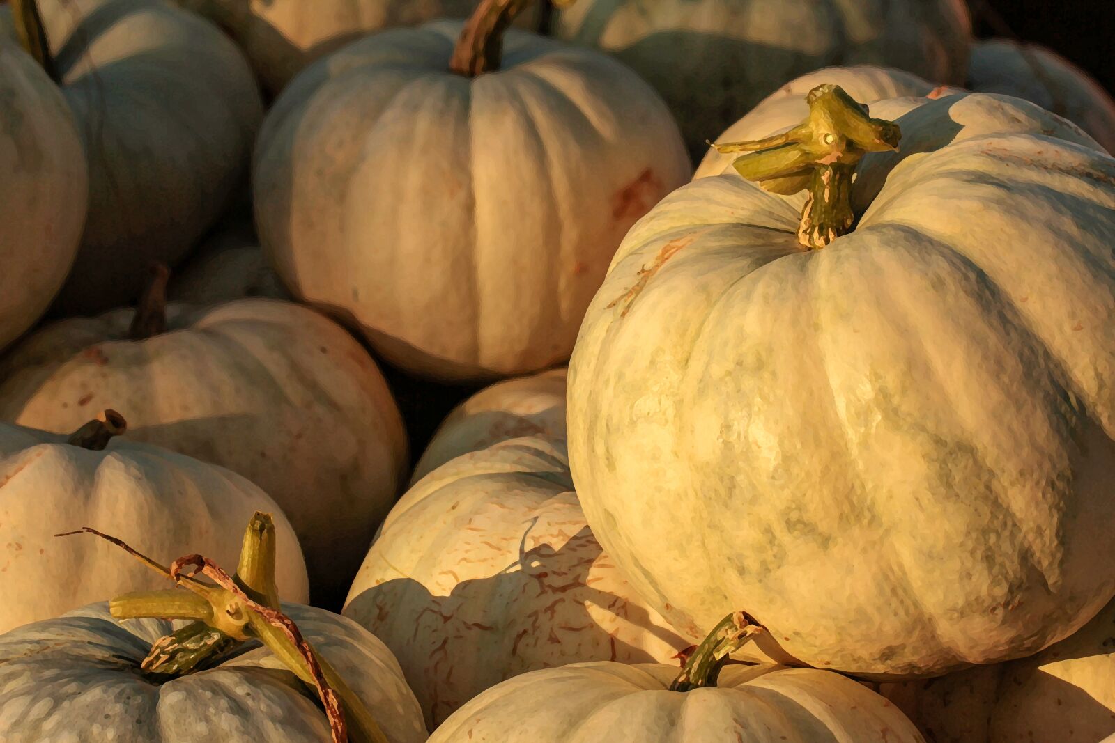 Canon EF 100mm F2.8L Macro IS USM sample photo. Pumpkin patch, harvest, fall photography