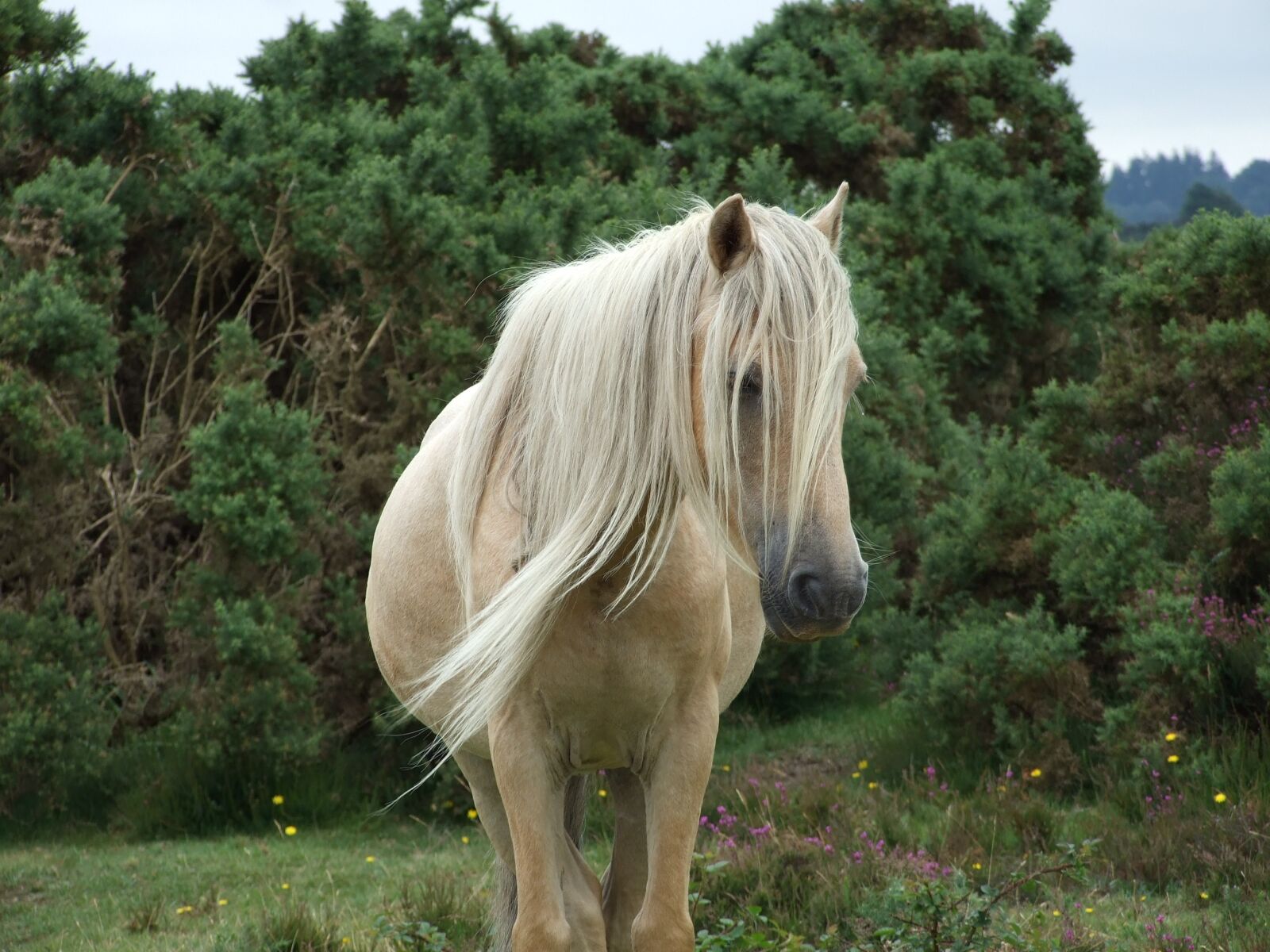 Fujifilm FinePix S6500fd sample photo. Mare, horse, new forest photography