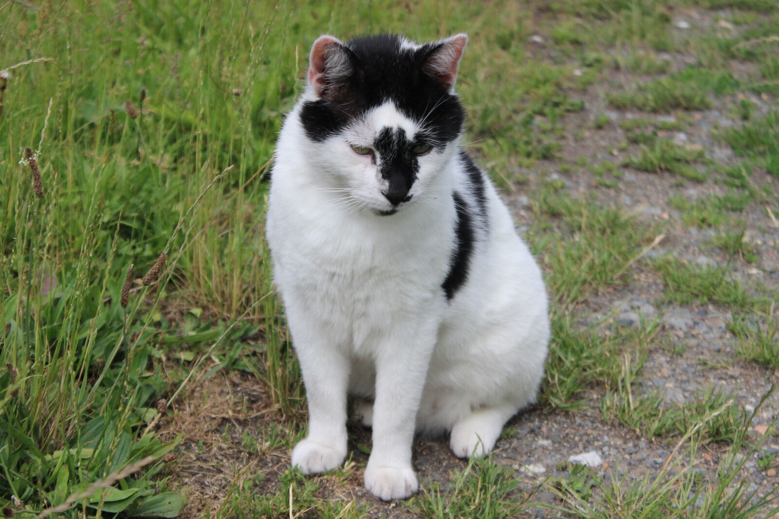 Canon EOS 600D (Rebel EOS T3i / EOS Kiss X5) sample photo. Cat, domestic cat, pet photography