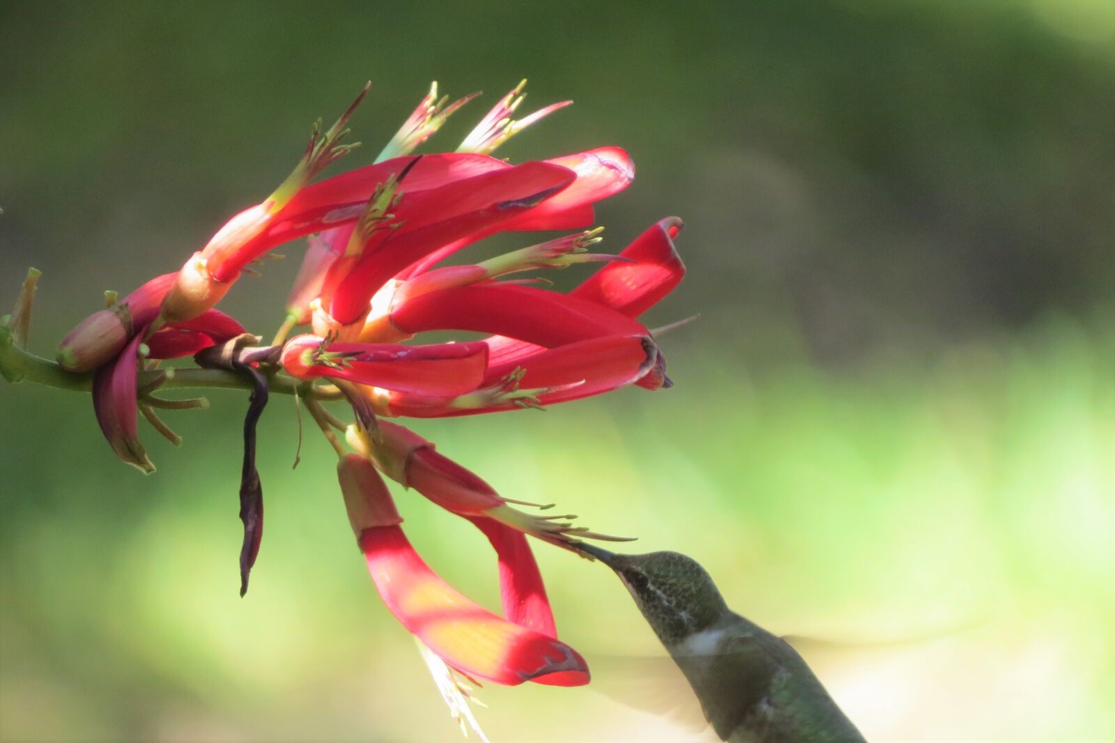 Canon PowerShot SX50 HS sample photo. Flower, red, hummingbird photography