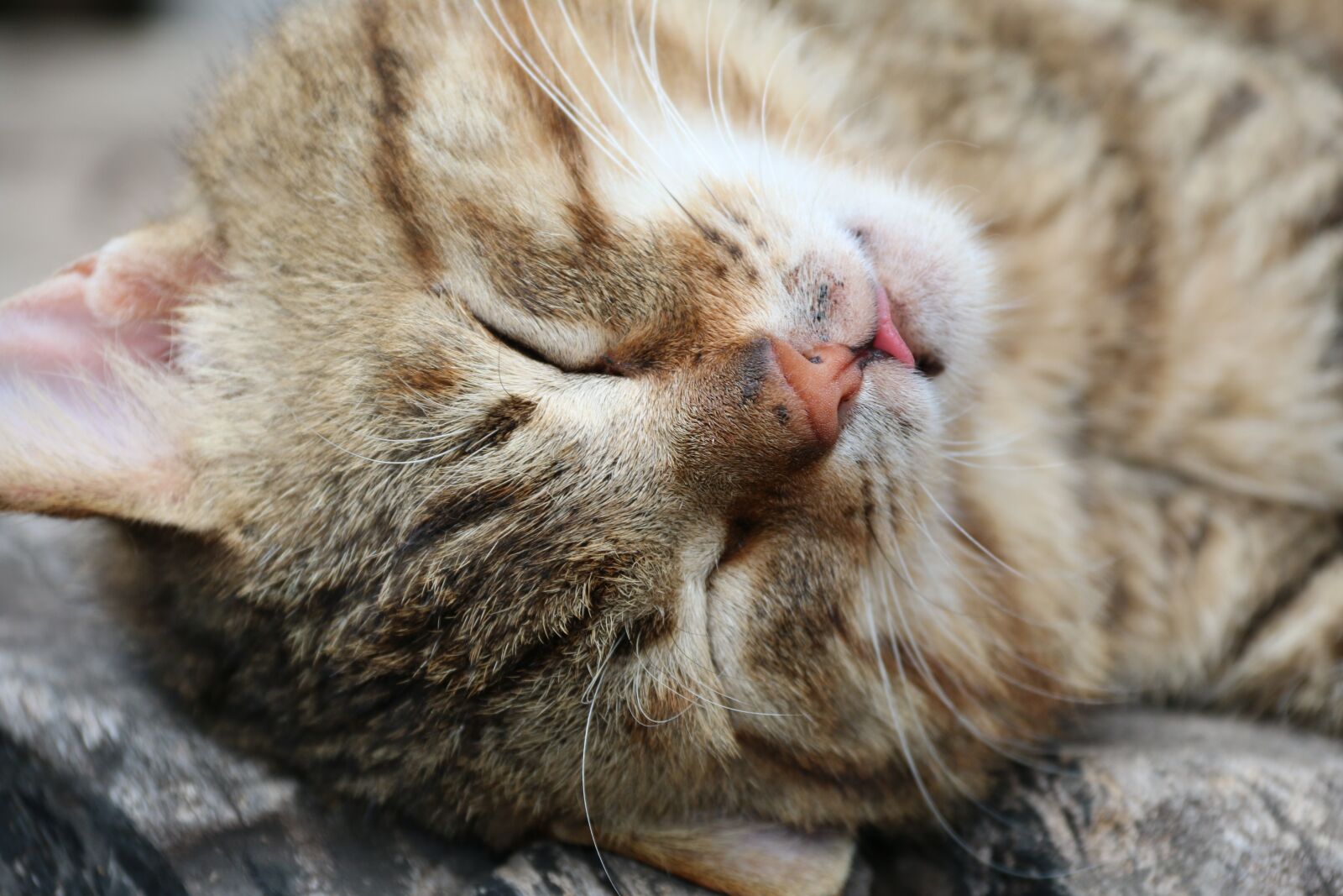 Canon EF-S 18-200mm F3.5-5.6 IS sample photo. Kitty, cat, animal photography