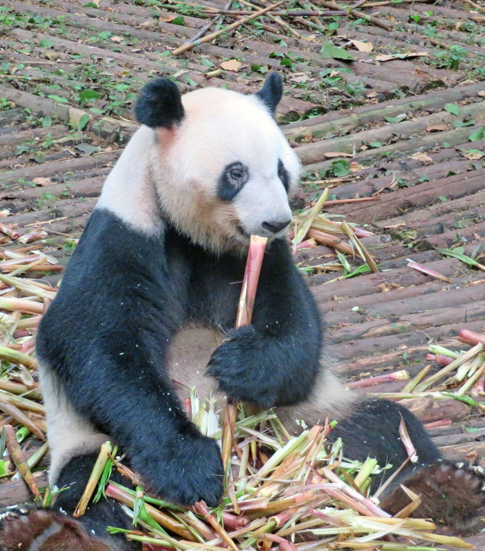 Canon PowerShot SX720 HS sample photo. China, panda, bamboo photography