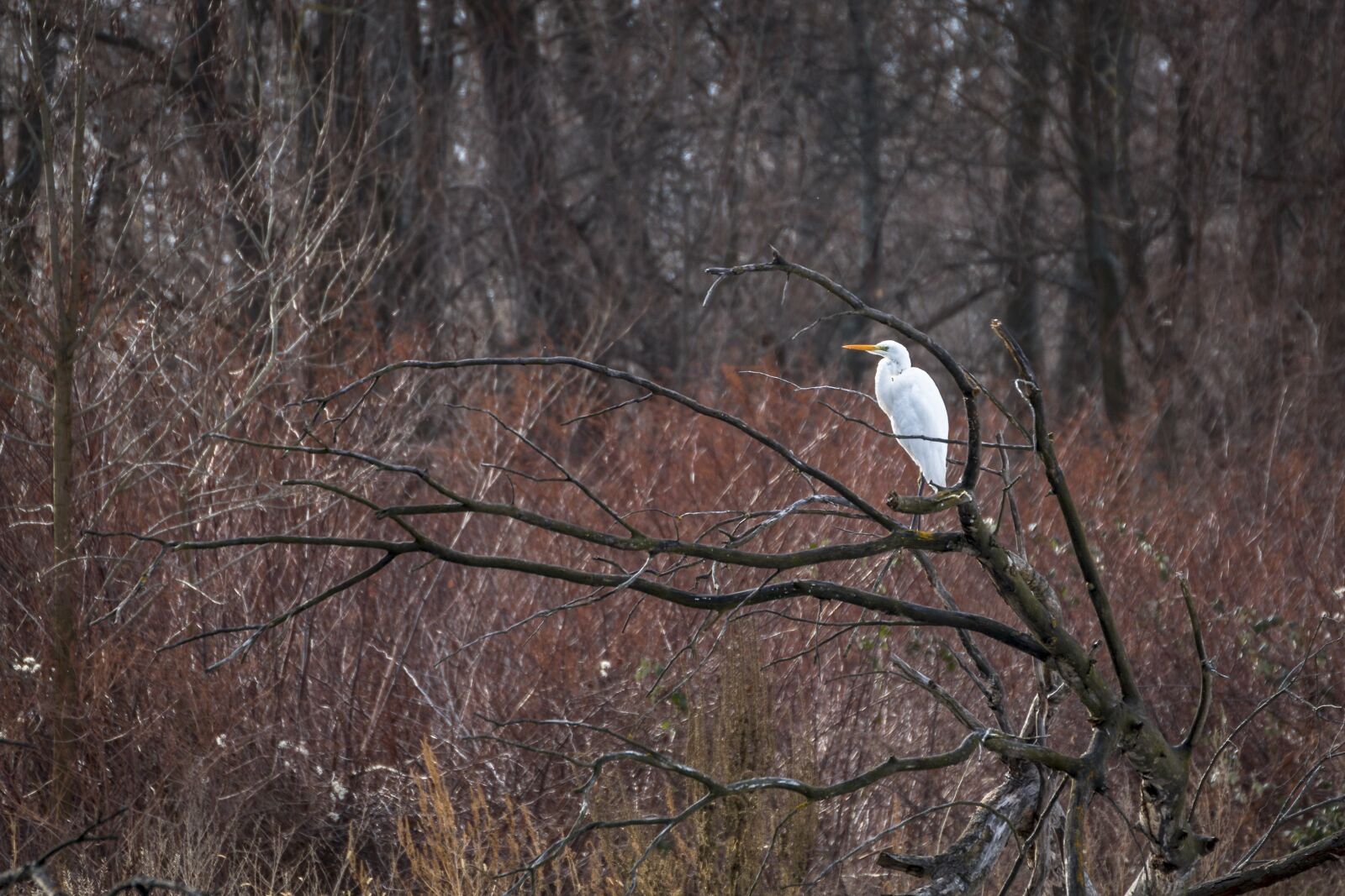 Canon EOS 70D sample photo. Heron, grey heron, fish photography