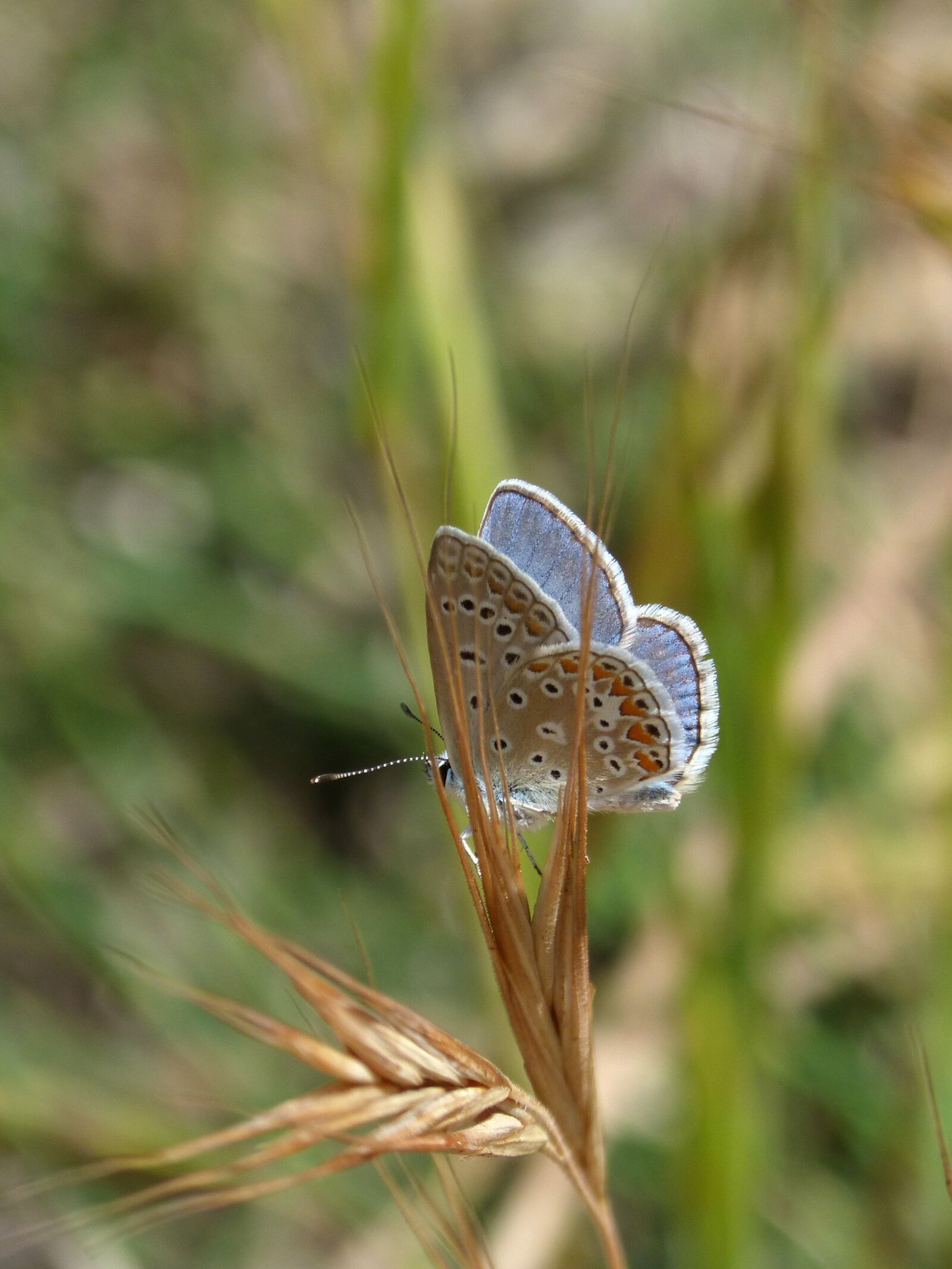 Panasonic DMC-FZ62 sample photo. Blue butterfly, blaveta, butterfly photography
