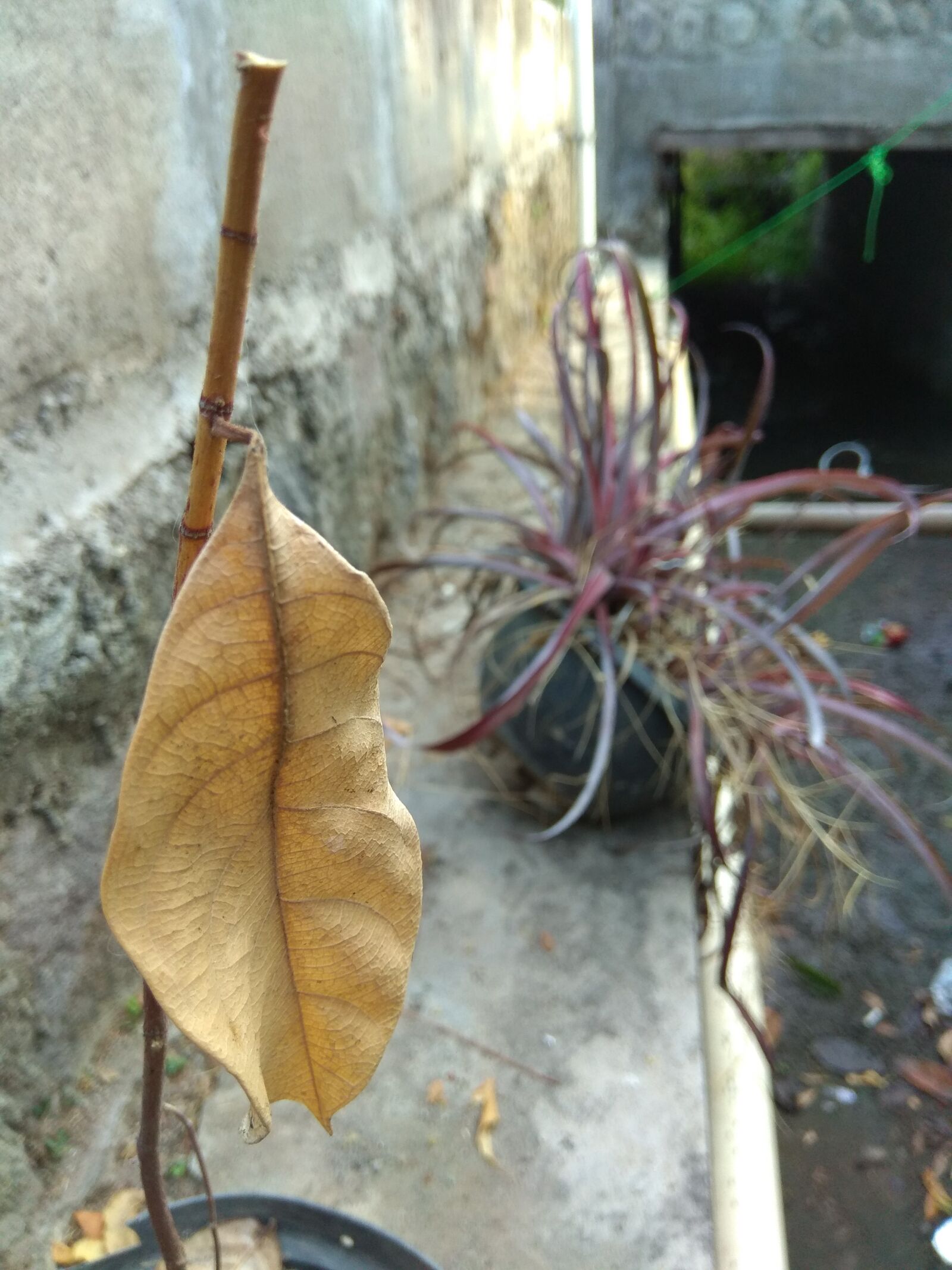 Xiaomi Redmi Note 4 sample photo. Afa_graphy_old, stage photography