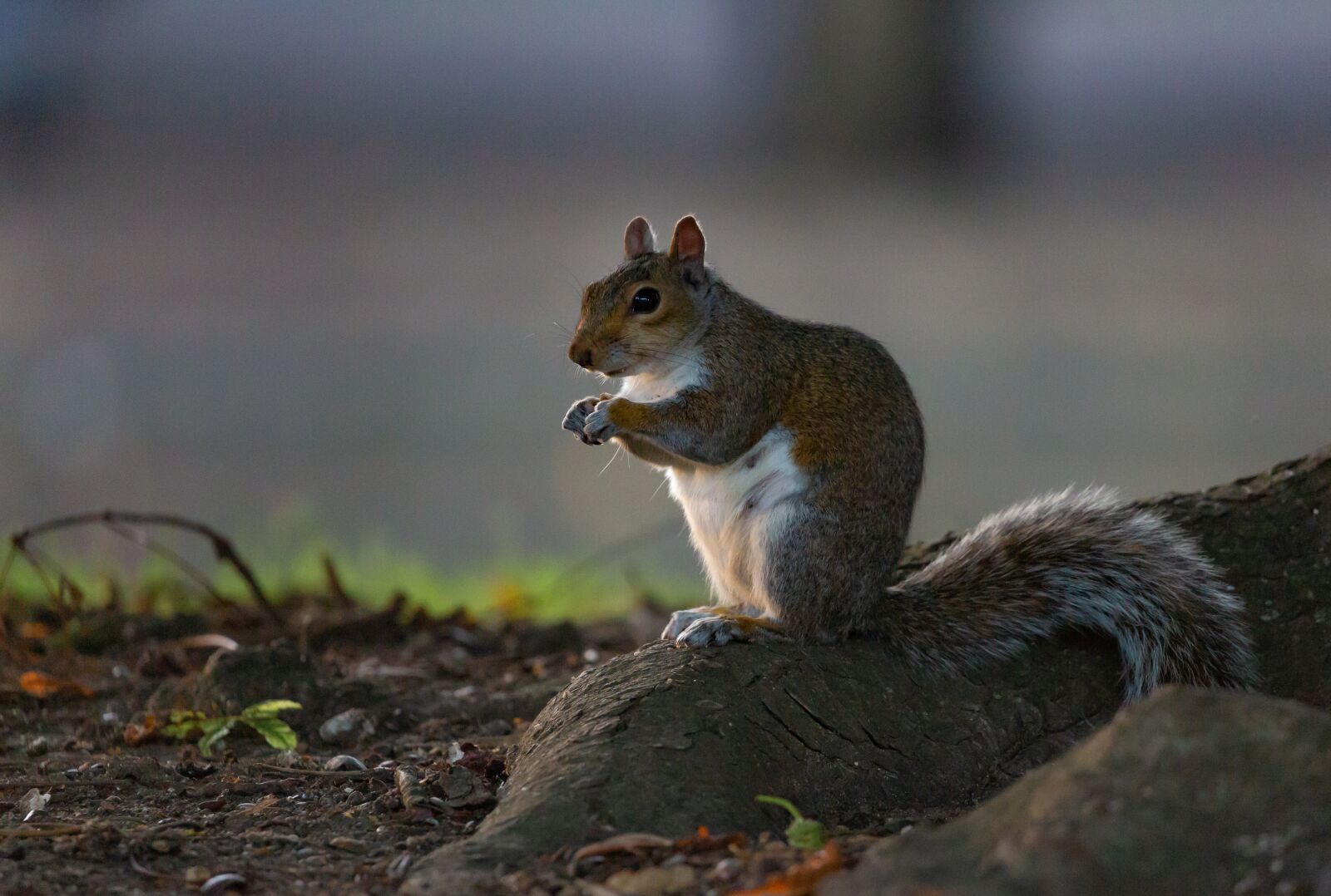 Canon EOS 5D Mark III sample photo. Grey squirrel, squirrel watching photography
