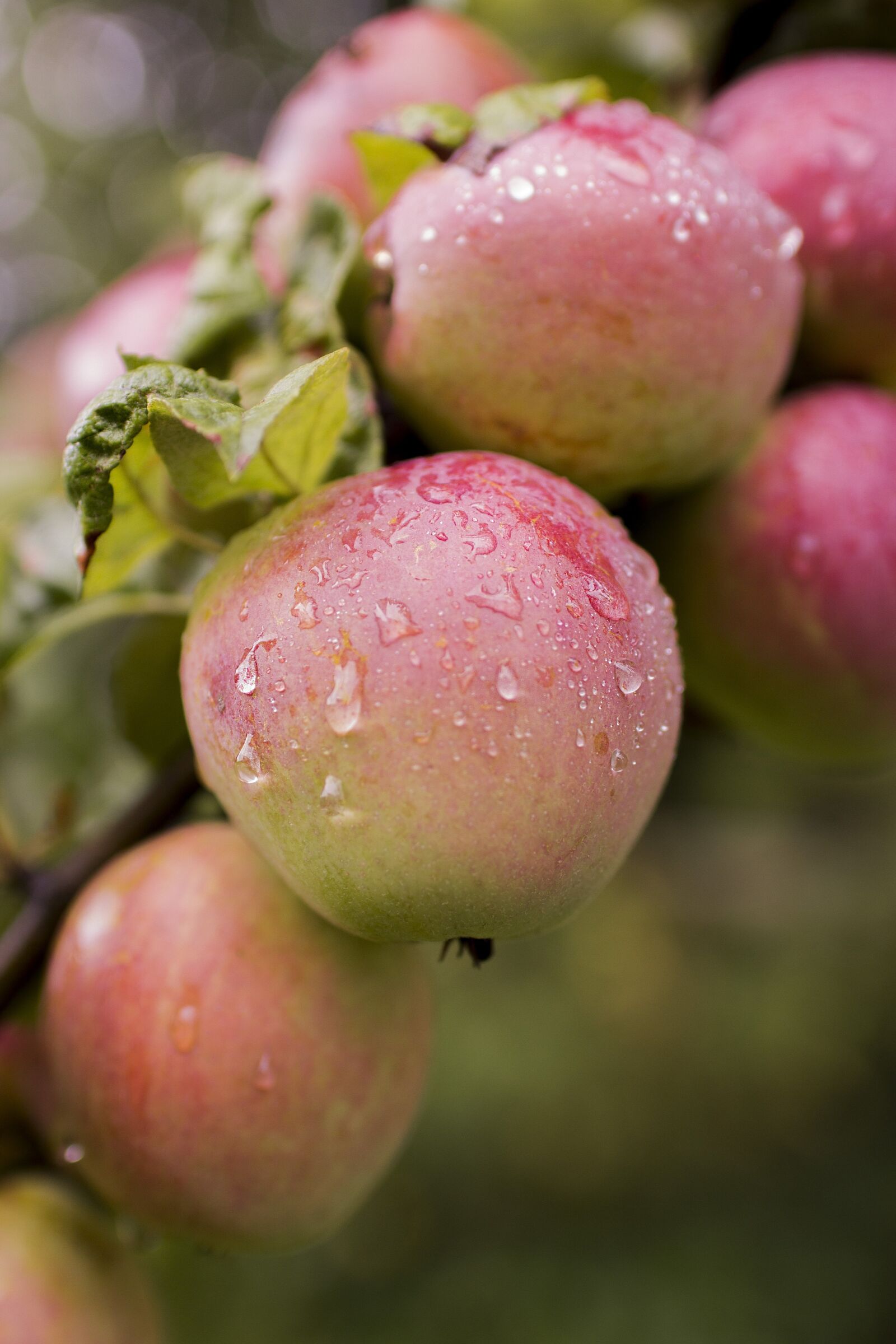 Canon EOS 60D sample photo. Apples, apple tree, fruit photography