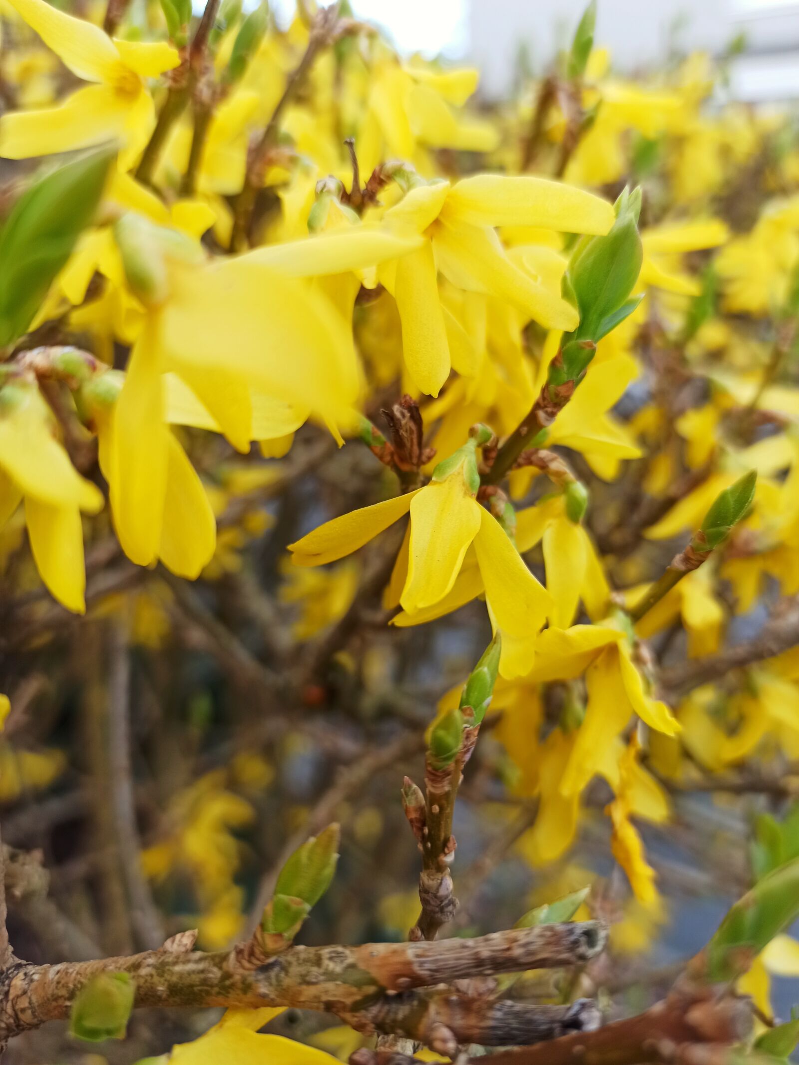 Xiaomi Redmi Note 8 Pro sample photo. Forsythia, spring, yellow photography