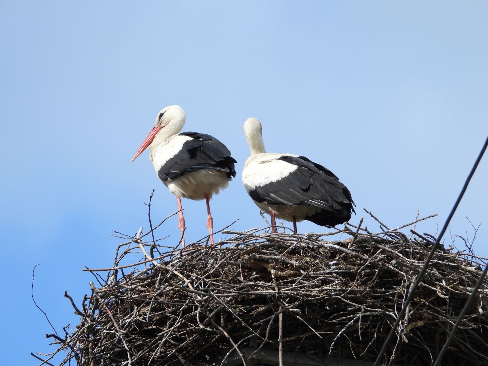 Nikon Coolpix P1000 sample photo. Storks, crow's nest, stork photography