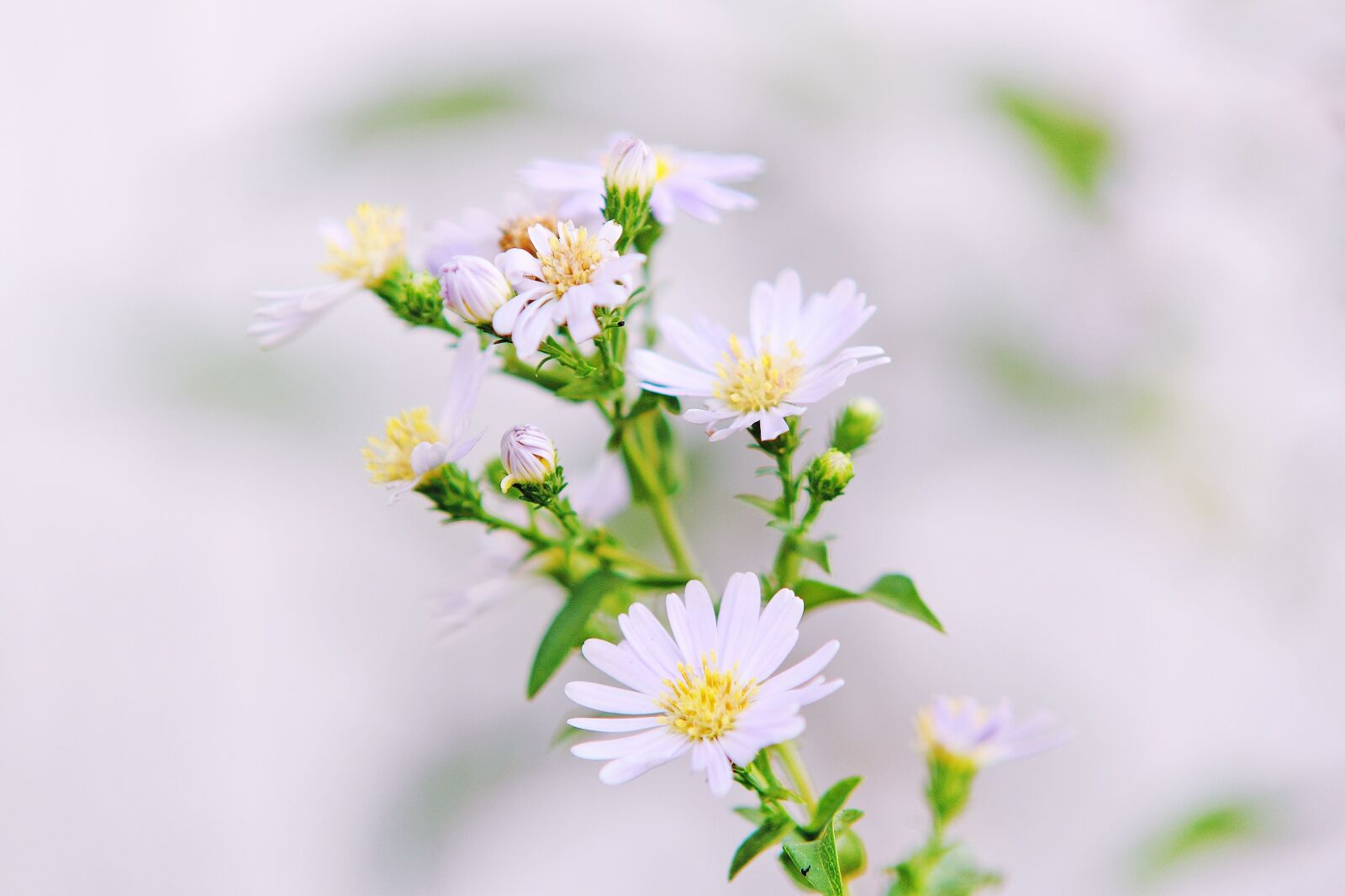 Canon EOS 60D sample photo. Bloom, blossom, flora photography