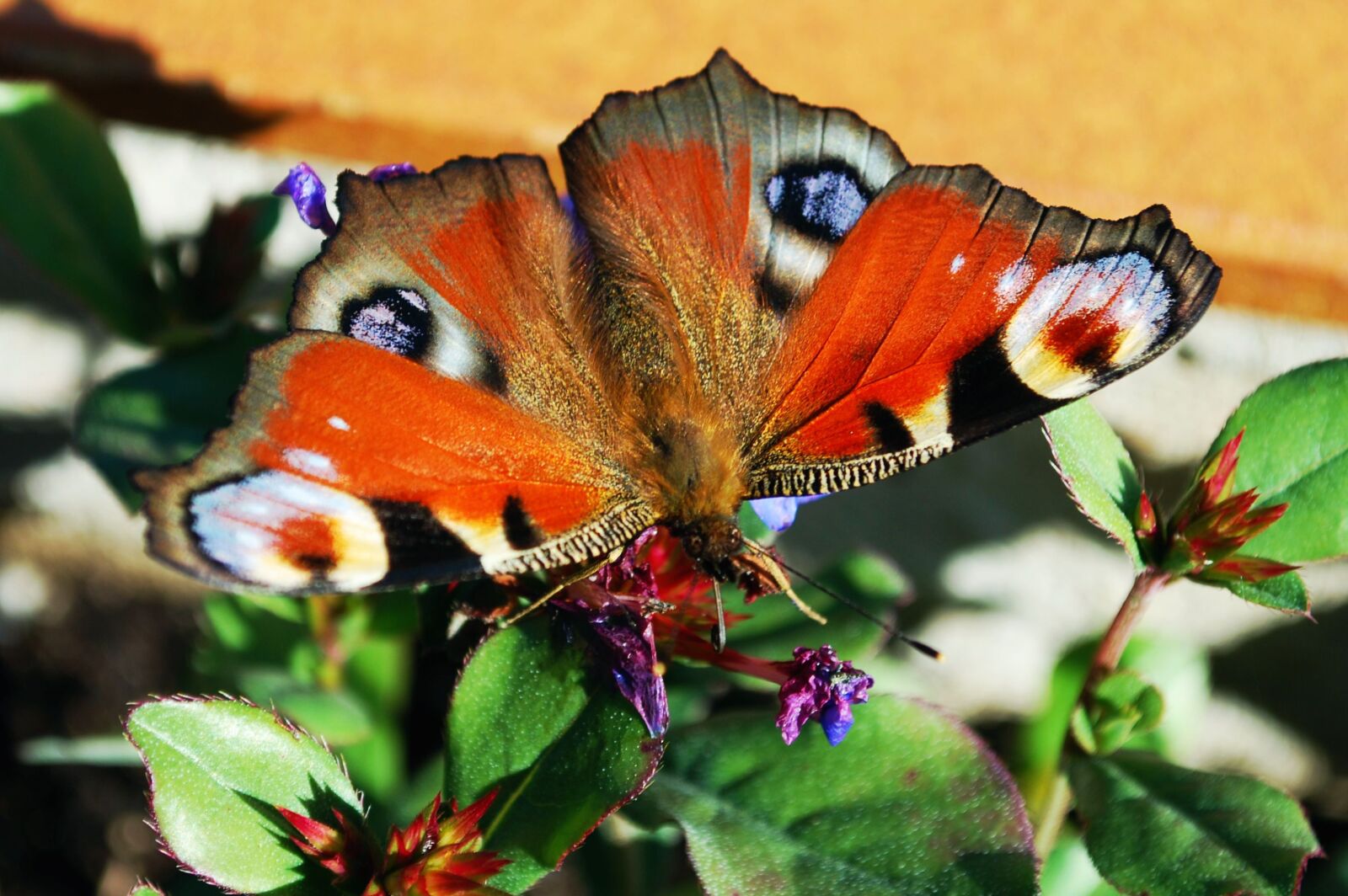Nikon D80 sample photo. Butterfly, peacock, insect photography