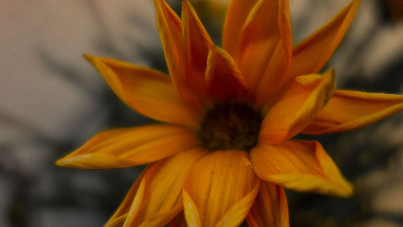 Sony Cyber-shot DSC-RX100 sample photo. Dof, flower, orange photography