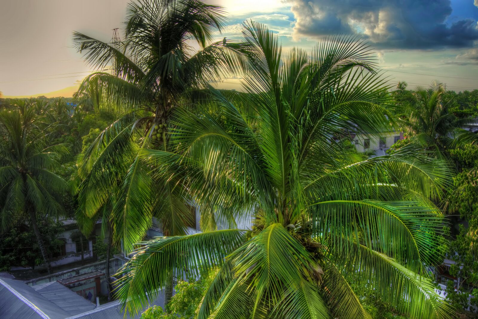 Sony a6000 sample photo. Coconut tree, tree, green photography