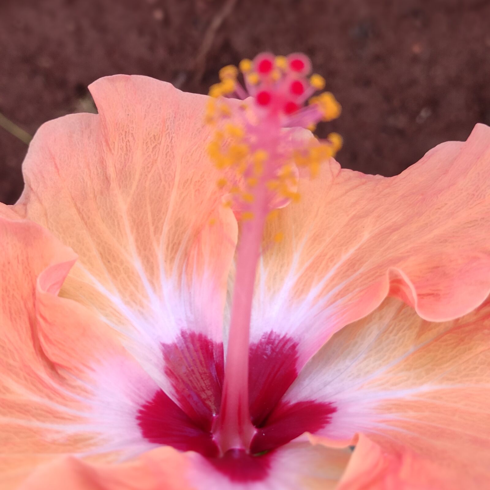 Xiaomi Redmi Note 7 Pro sample photo. Flower, flower stem, stem photography