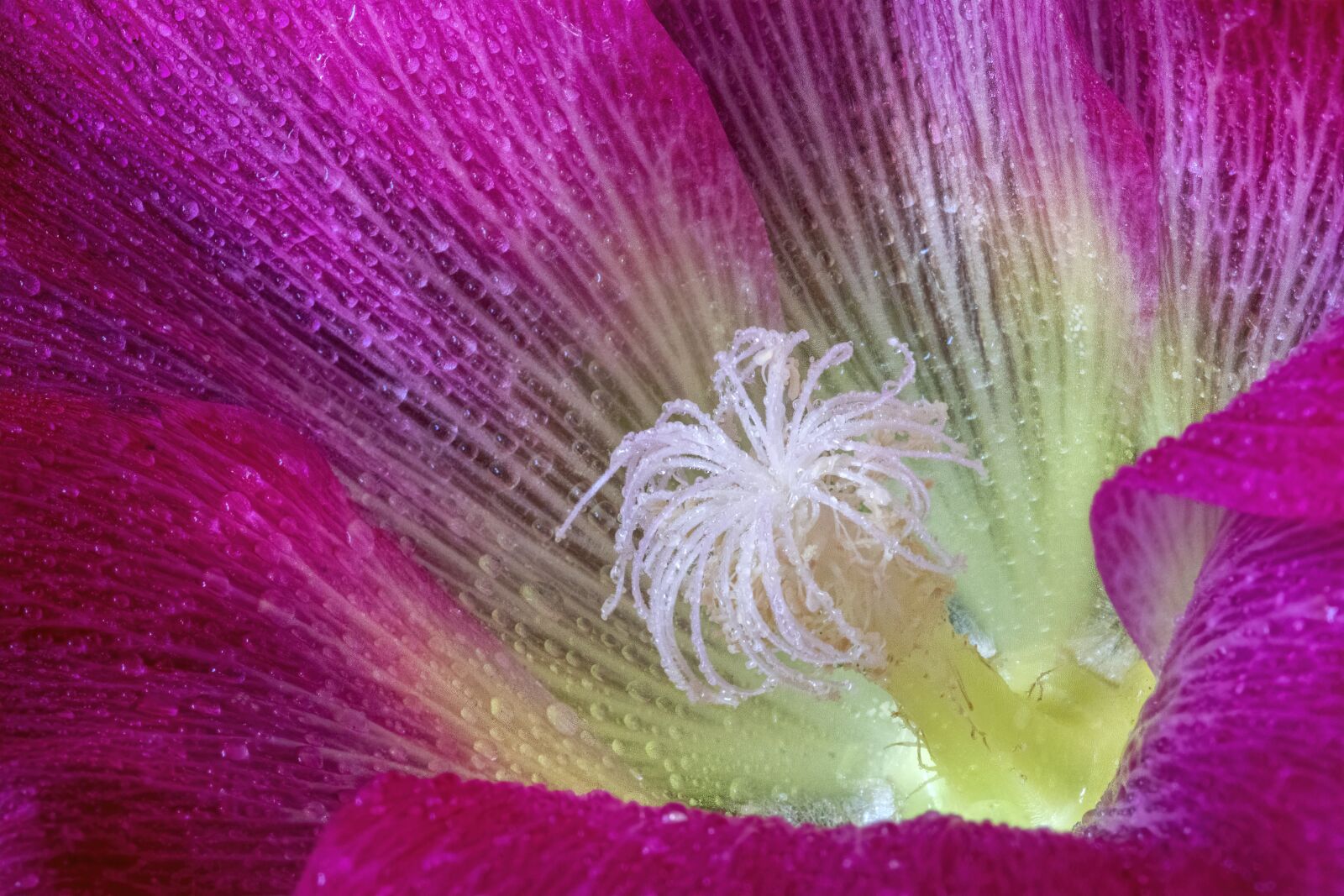 Canon EOS 800D (EOS Rebel T7i / EOS Kiss X9i) sample photo. Hollyhock, flower, dew photography