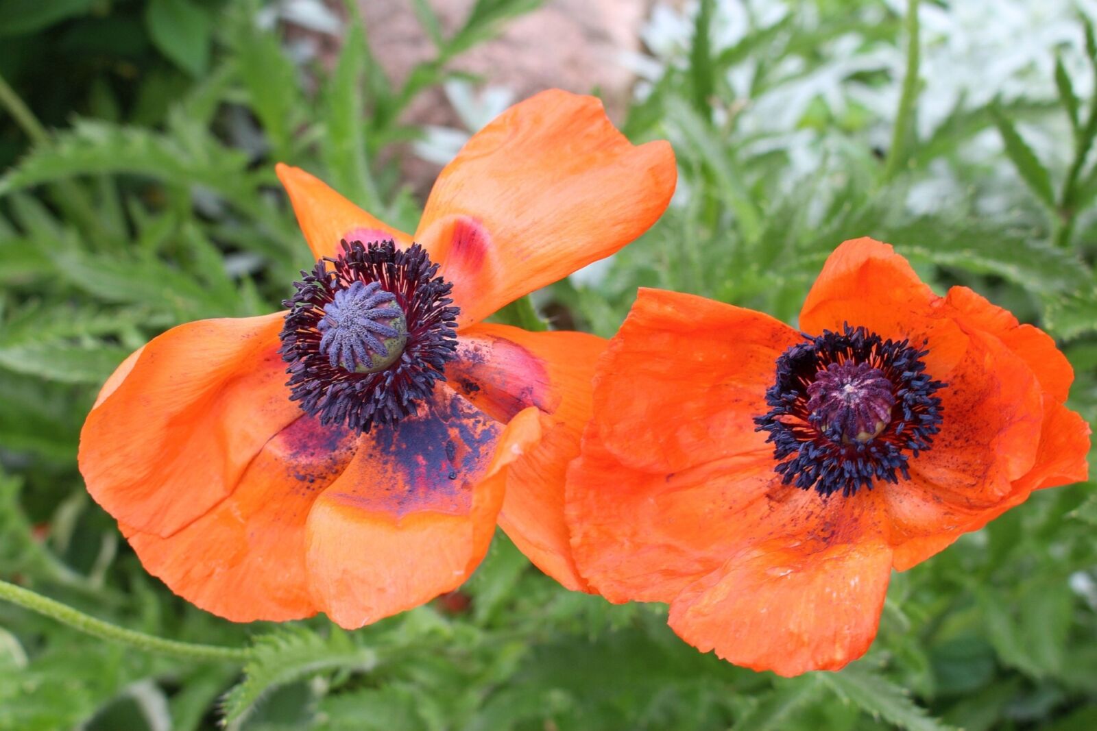 Canon EOS 700D (EOS Rebel T5i / EOS Kiss X7i) sample photo. Vegetation, flowers, poppies photography