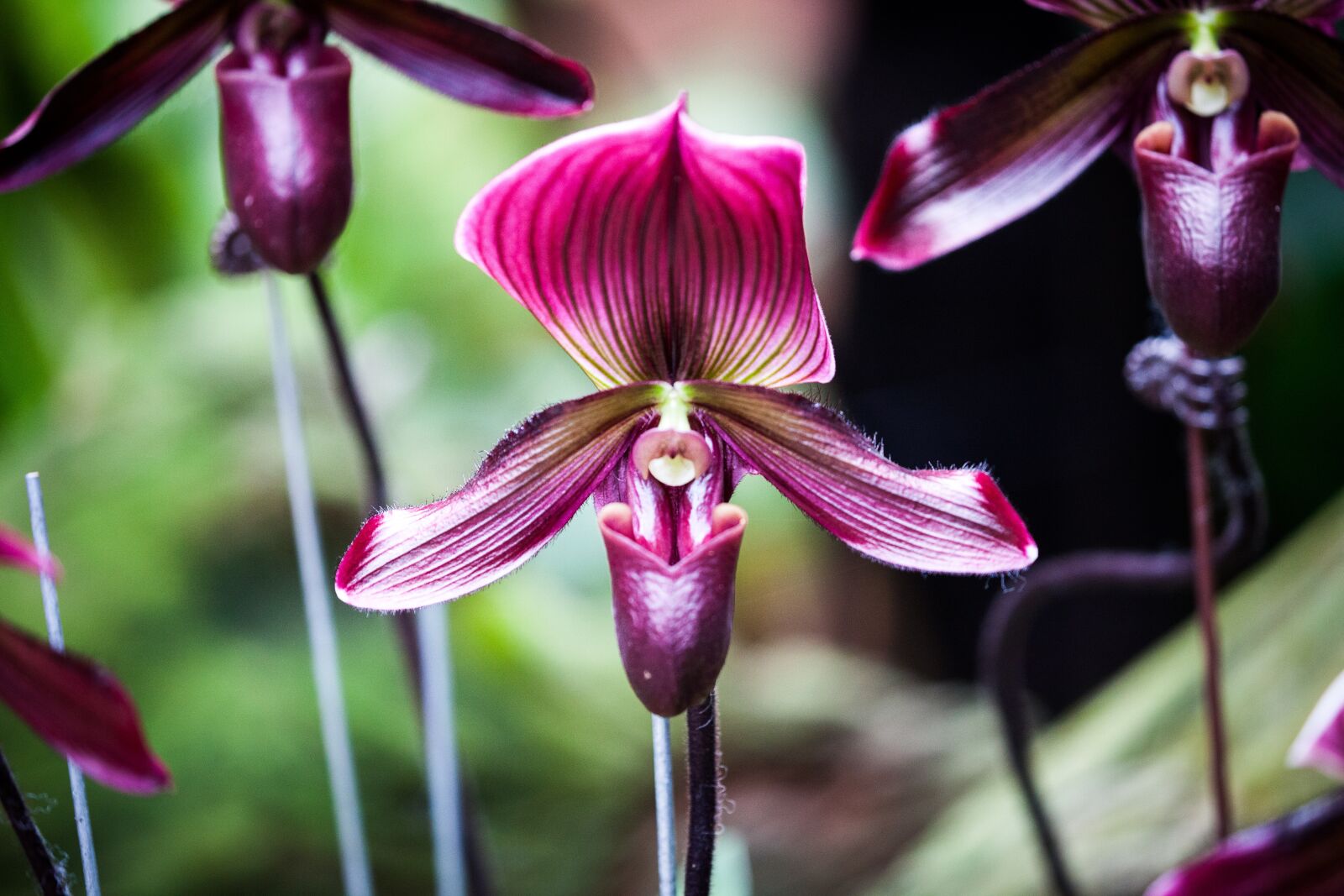 Canon EOS 5D Mark II sample photo. Orchid, flower, blossom photography