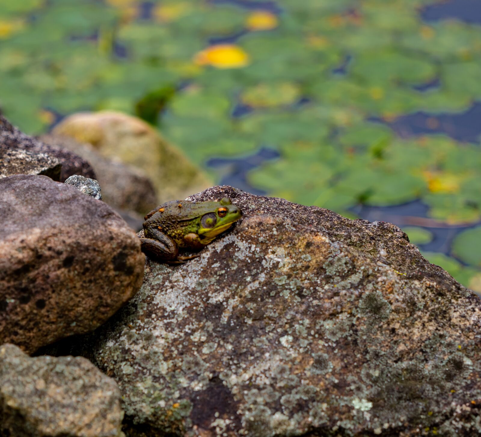 Nikon D500 sample photo. Pond, fish, water photography