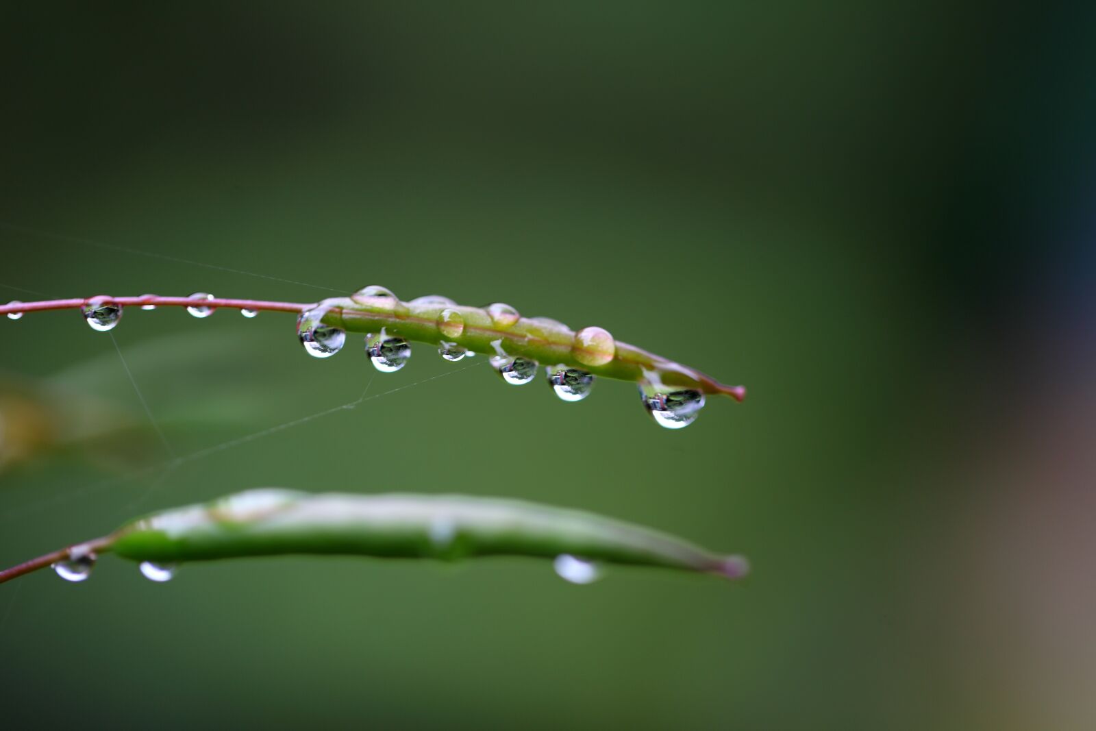 Canon EOS 5D Mark II sample photo. Dew, pearl of great photography